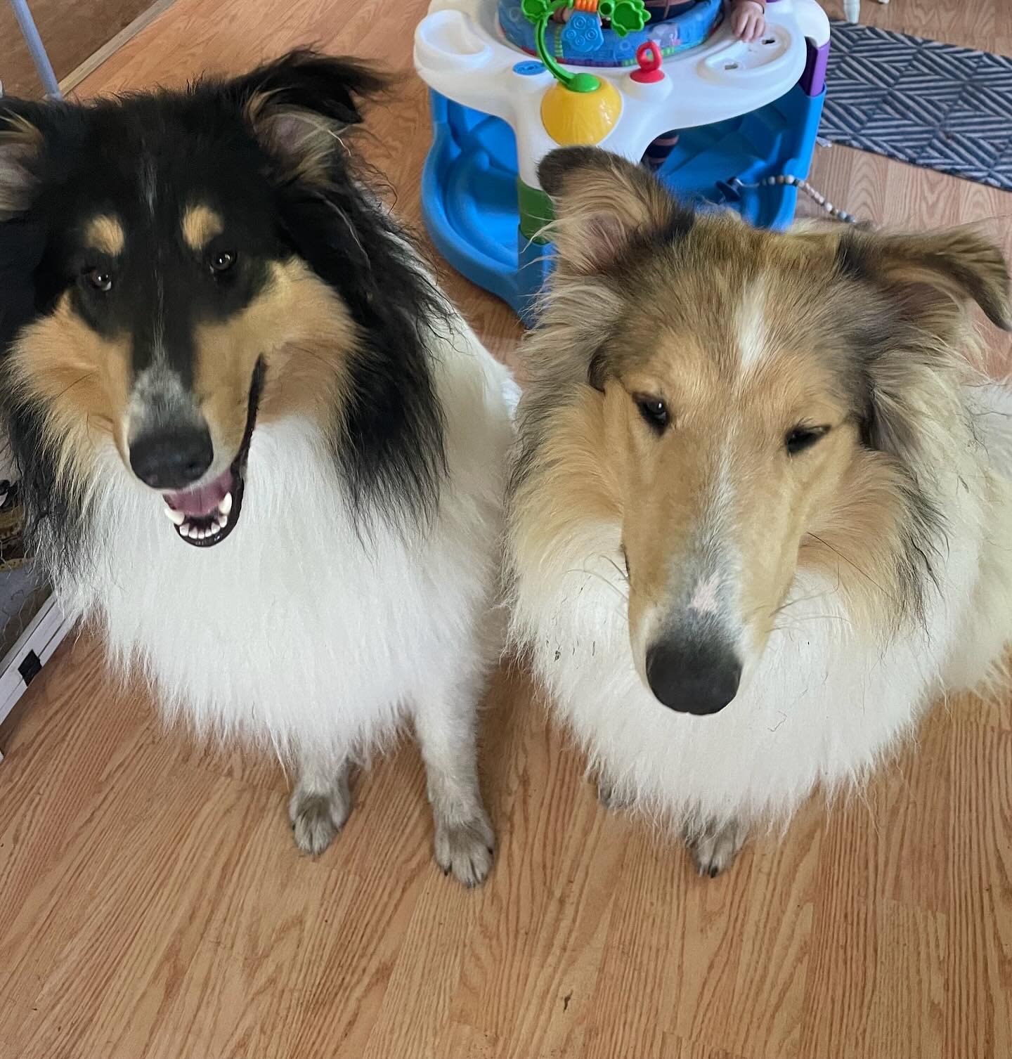 HELP! This beautiful bonded pair needs a foster and or a forever home! 
Meet Lasso and Charlie. 🐾❤️
Lasso is the tri and he&rsquo;s 3  1/2, Charlie the sable and he&rsquo;s 2 1/2!
They both are super playful, snuggly, affectionate, good on a leash, 