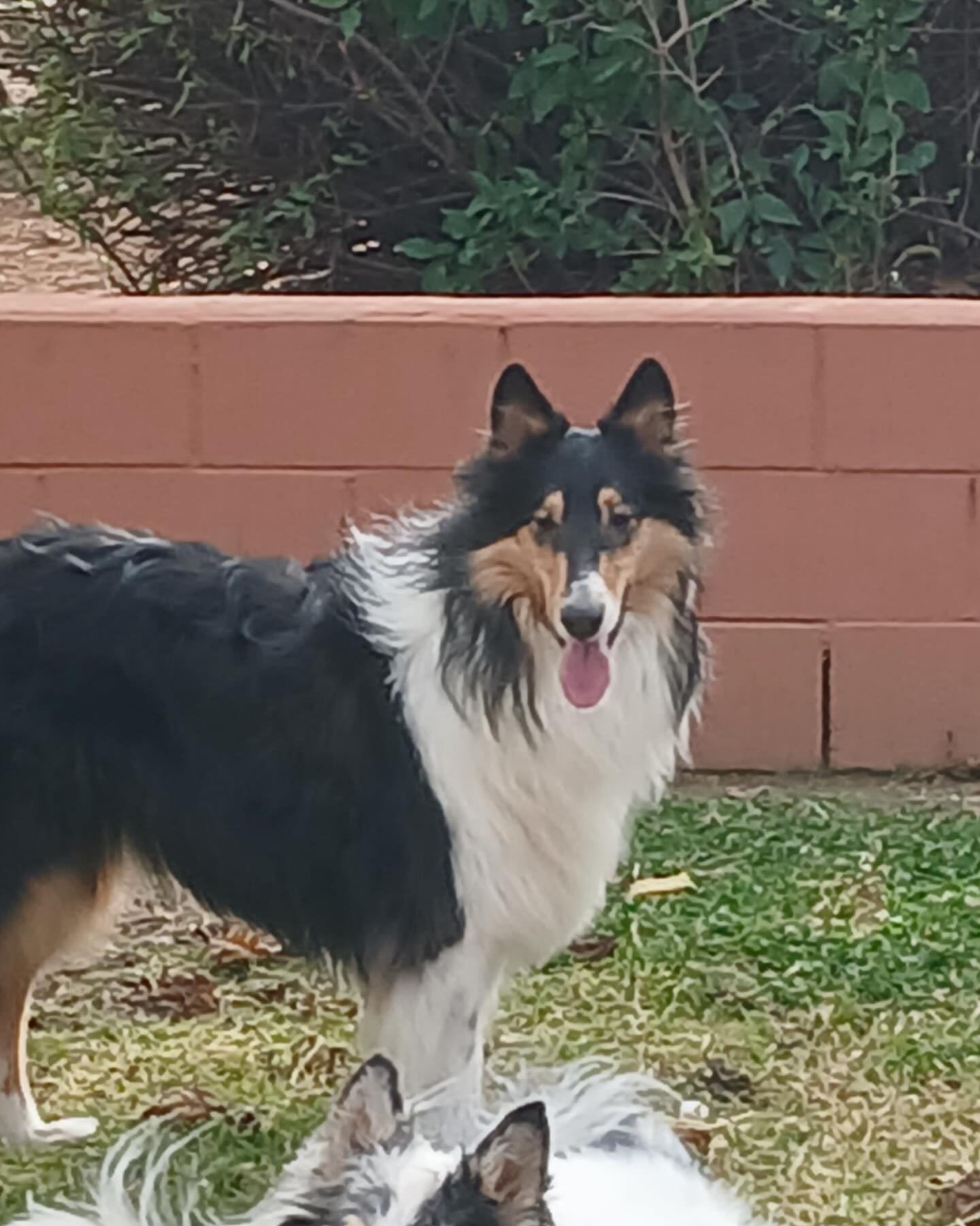 Ok! Who will be the lucky person or family to adopt Flash?  Our stunning 6- year-old, 63- pound tri would love to find his furever home soon.  Flash is housebroken, well-mannered on a leash, playful, loving, and affectionate.  Flash would probably do