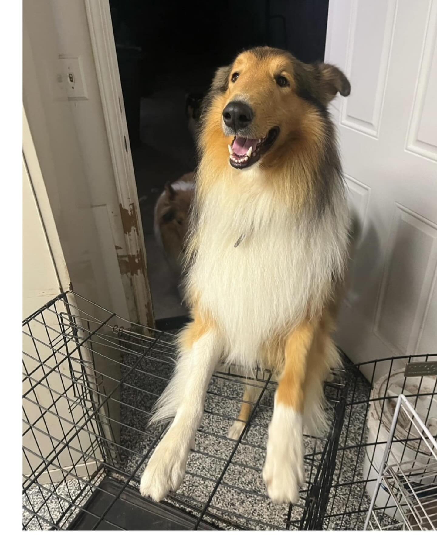This is Bear and his name suits him well! This 1 &frac12; year-old sable-mahogany rough-coated boy is a loving Teddy Bear puppy in disguise! Bear was relinquished by his owners when they realized that they just had too many dogs toproperly love them 