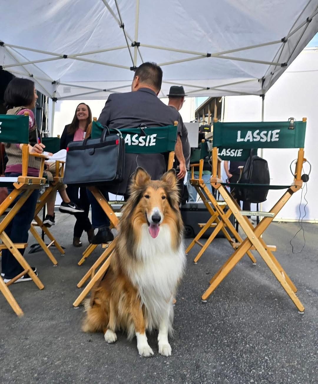 A star in the SCR family! We just got an exciting update from @boomerbearman, Brian Irving! &ldquo;Their amazing boy Tank from SCR was featured in an episode of HACK on HBO Max!!! He played&hellip;.wait for it&hellip;Lassie! You will have to watch Se