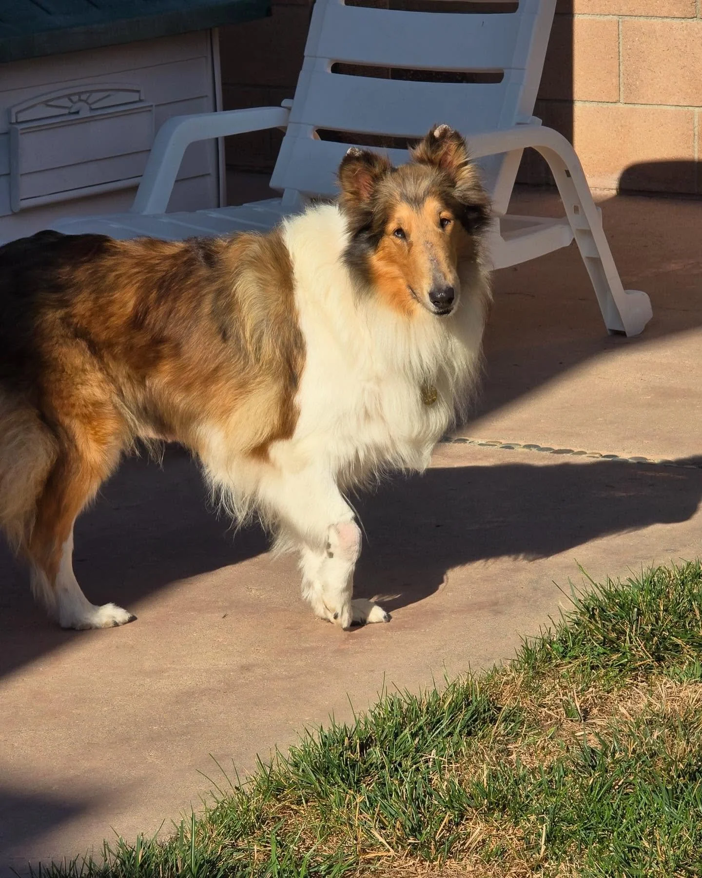 ADOPT ME! Meet beautiful Ruby! 🐾❤️ She came to us with her 9 year old mom and her two 7 year old sisters! She is sweet as can be! Full of life! She gets along with everyone, dogs and humans alike. But now she is looking for her forever home. One whe