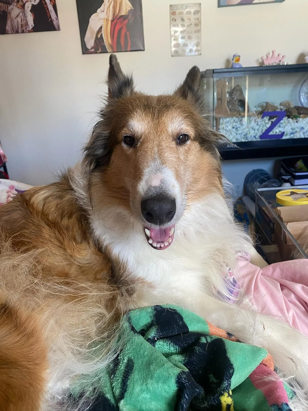 ADOPT ME!!! Meet beautiful Lassie! Yup! Lassie! We call her Lassie 2025! She is a friendly, happy girl that loves to play! She walks well on leash and has her basic training down like a pro! She gets along with other dogs but probably wouldn&rsquo;t 
