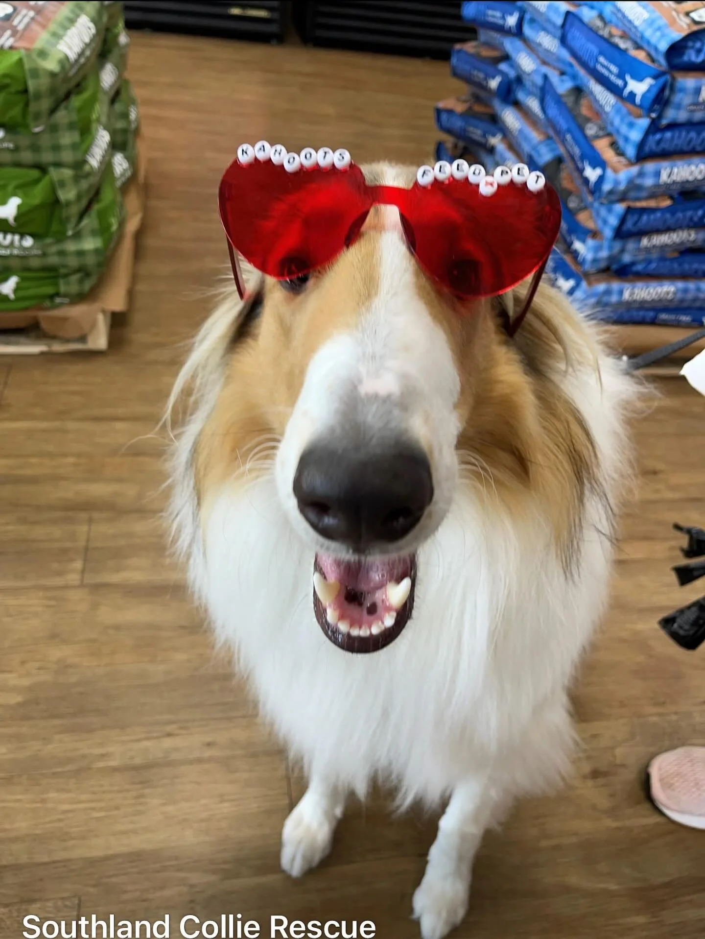 IT&rsquo;S CALENDAR PHOTO TIME!!!!

Every year SCR puts together a few really great calendars as one of our fundraisers to help with the medical and placement costs of collies we rescue. This is the time when we ask YOU to submit photos of YOUR colli