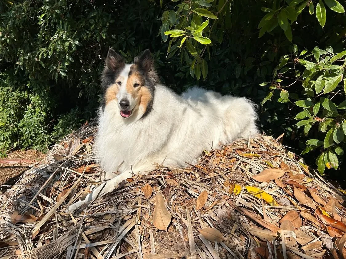 Are you looking for a Velcro Collie?

Then Bali is the perfect collie for you!

Bali is mahogany-faced, white collie who is 8 years-old, spayed, up to date on her shots, walks perfectly on a leash, or will run at you side. She has a great appetite bu