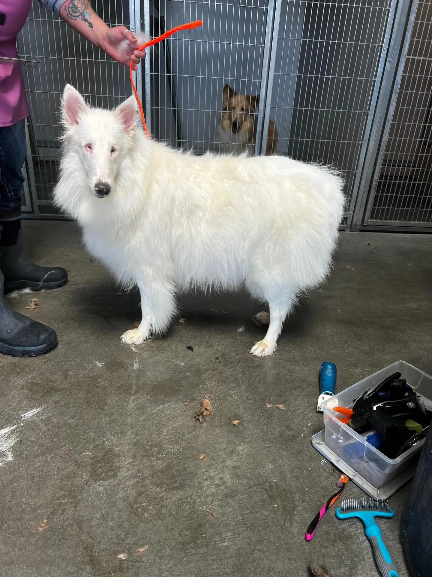 SAVING STARDUST - ANNOUNCEMENT

Southland Collie Rescue is excited to announce a partnership with four other West Coast rescues to help bring 27 collies out of a heartbreaking hoarding situation in Nevada.

What began as a simple call for help from a