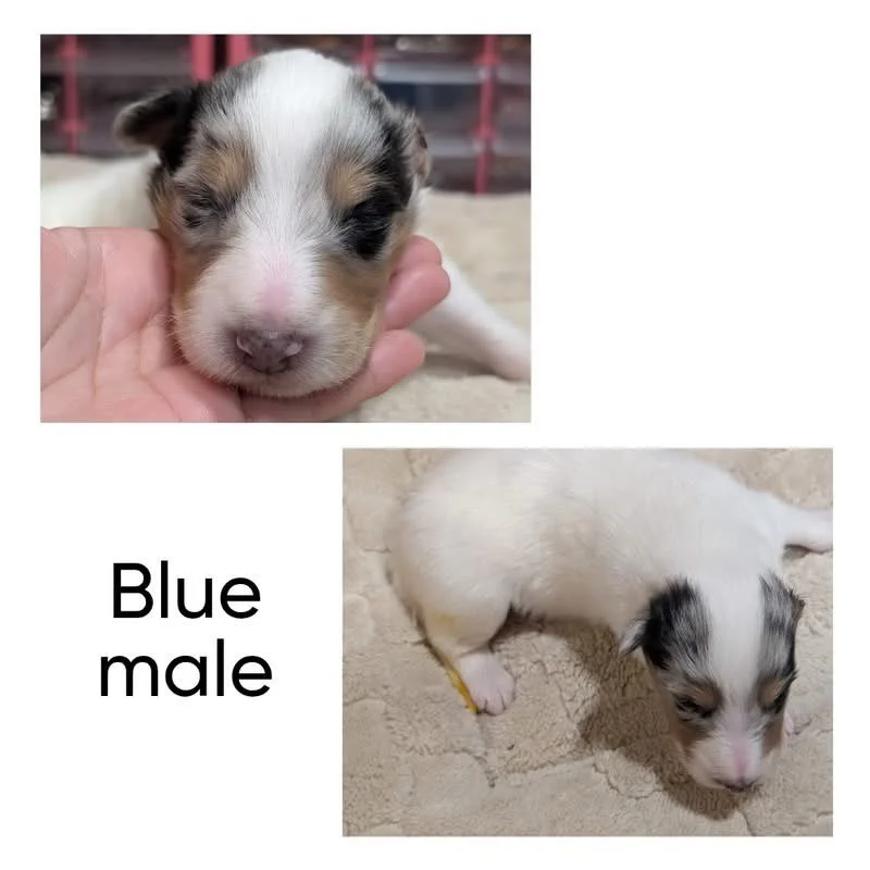 Meet the little collie puppy with one ear&hellip; and a very special story.

Introducing Stardust&rsquo;s &ldquo;Journey&rdquo;

This little guy had a bit of a rough start to life. Being deaf and mostly blind, his first-time mom, Stardust, in all the