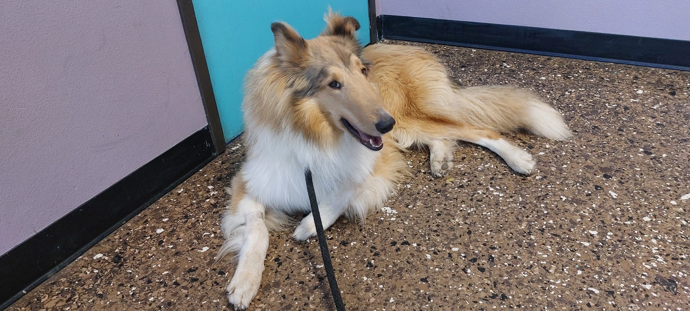 Adopt Laddie!