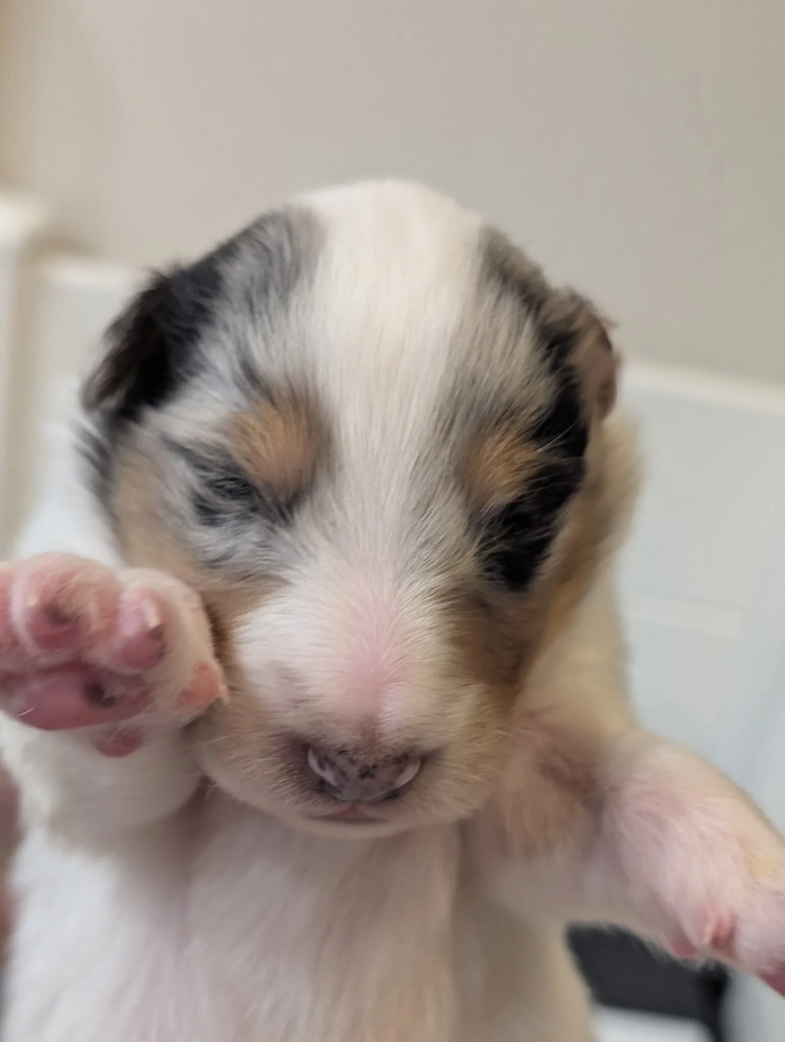  Introducing Starlight’s “Journey”