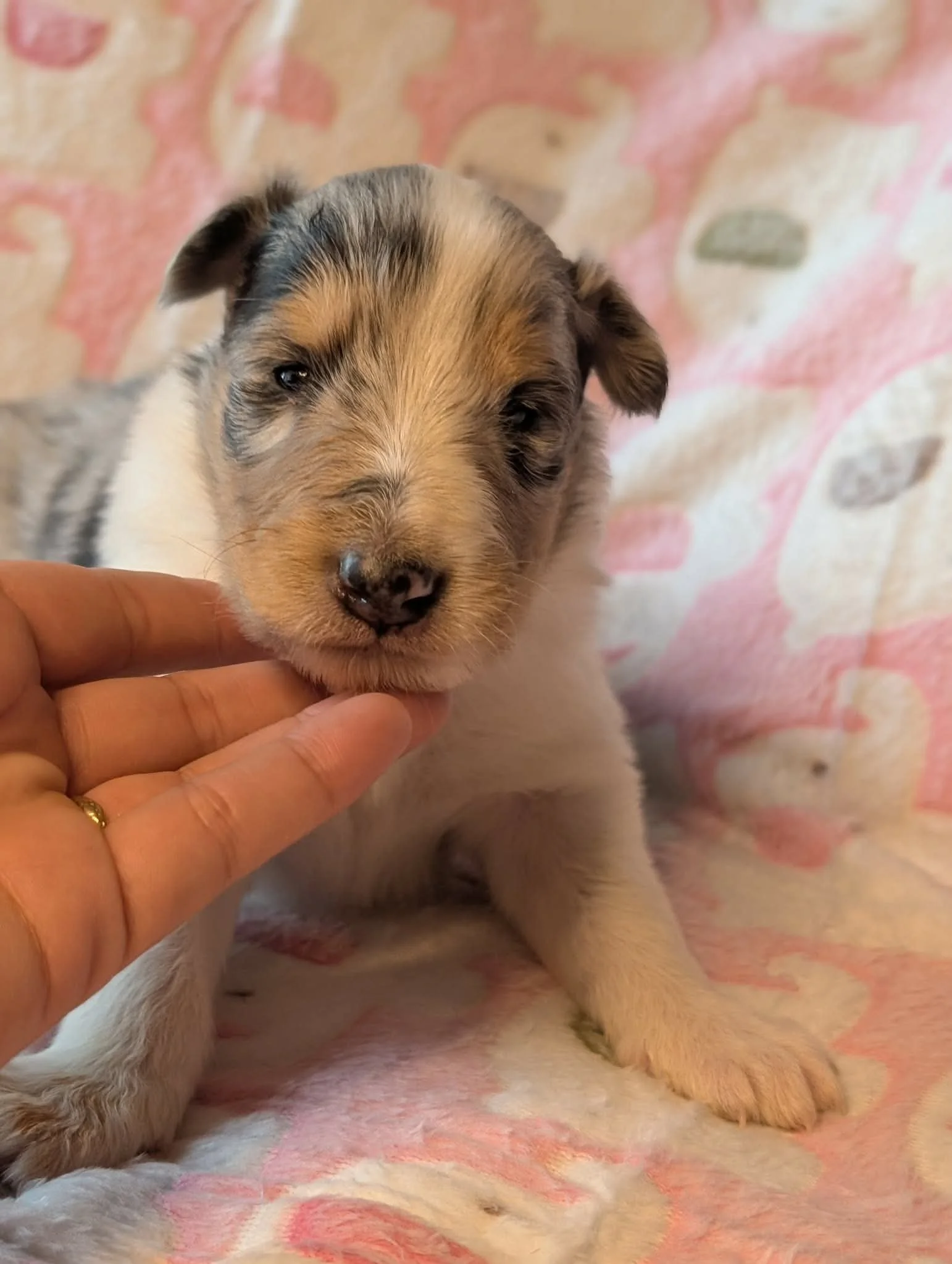 Introducing Stardust’s “Willow”