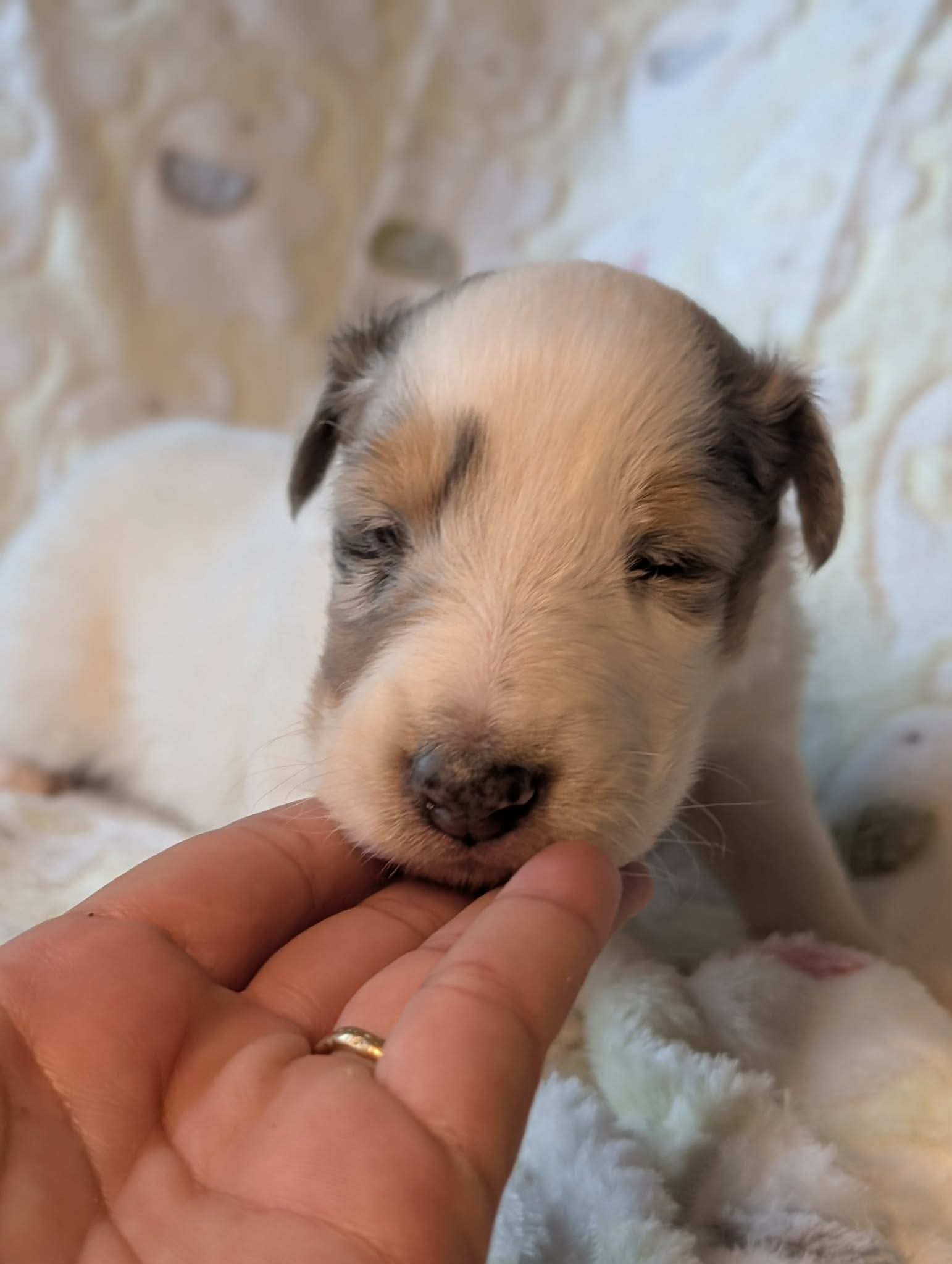 Introducing Stardust’s “Peter”