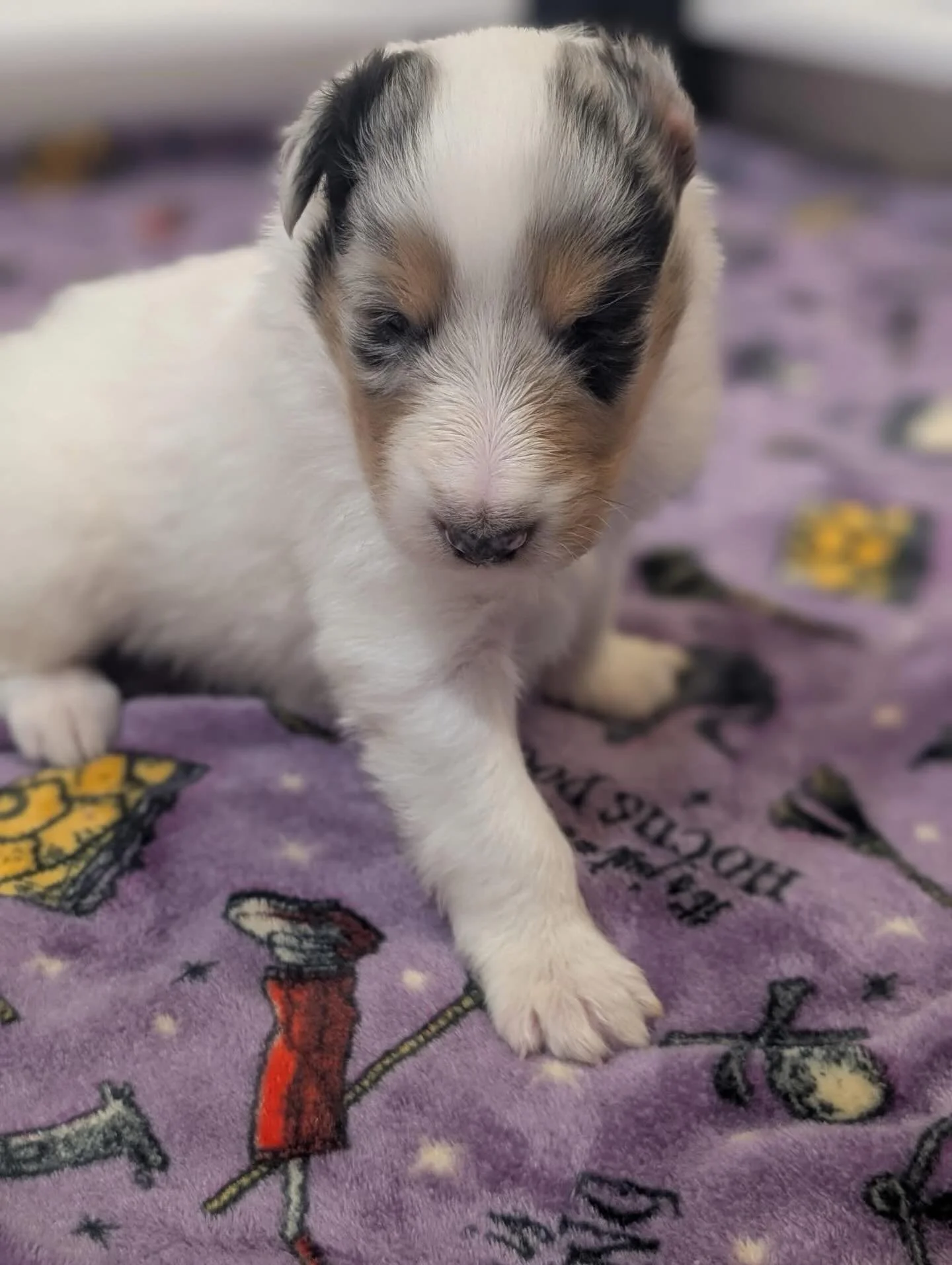 A Bit of Stardust Magic

You&rsquo;ve met them&hellip; watched them grow&hellip; and we know your hearts have fallen for them just like ours have. 

Now comes the bittersweet part&mdash;finding the perfect forever home for each of Stardust&rsquo;s pr