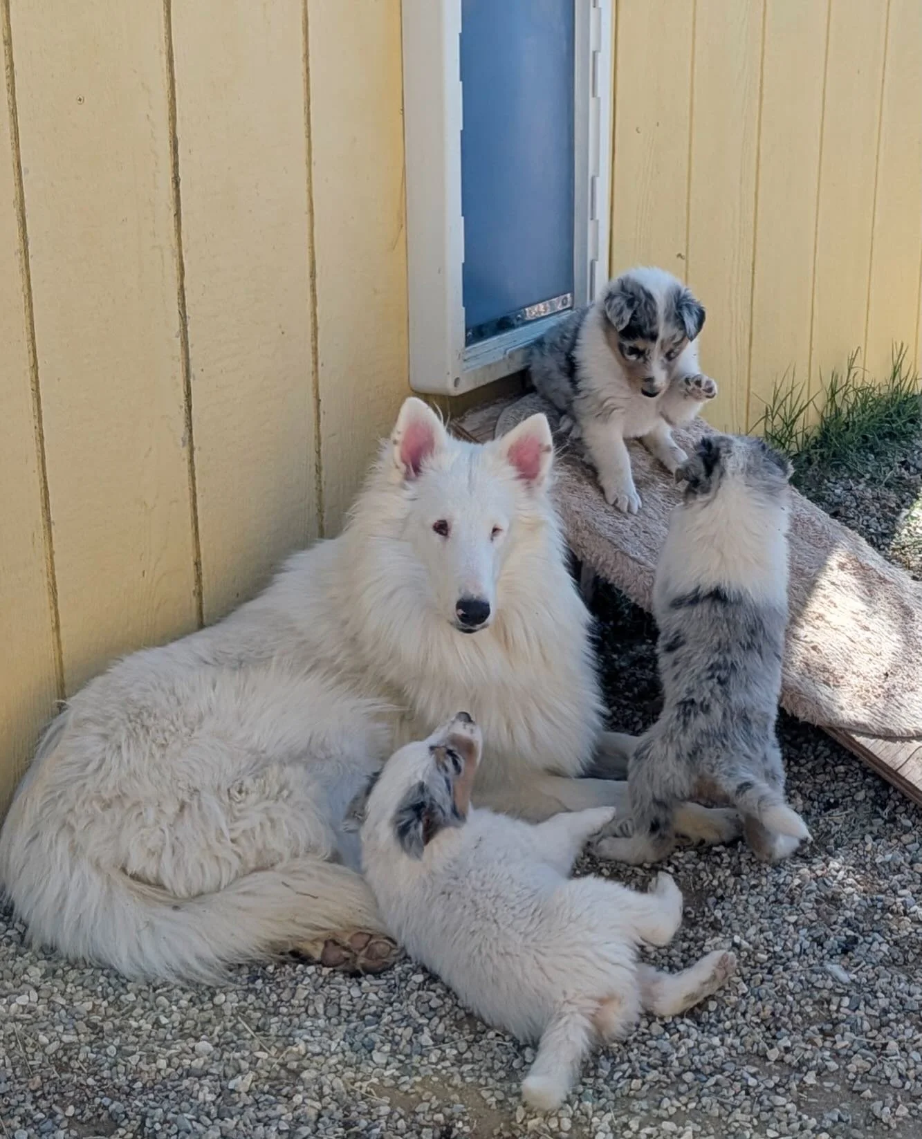 Our little Elko litter finally look like tiny precious collies!! Here is momma Stardust with sweet and gentle Peter, and the two beautiful girls, Soleil and Willow! These are three of the 25 up for adoption in the next three weeks at Southland Collie