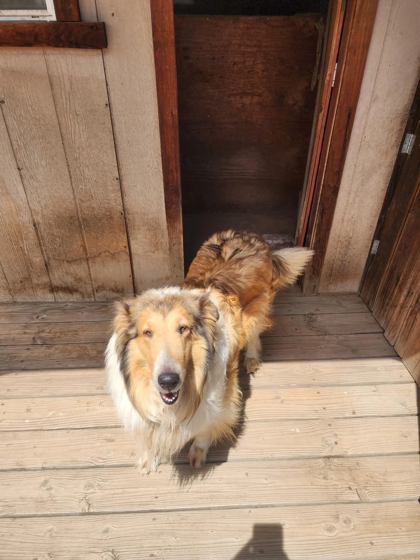 URGENT FOSTER HOMES NEEDED &ndash; SOUTHERN CALIFORNIA
Southland Collie Rescue has three adult Collies arriving soon, and they need safe, patient foster homes to begin their new lives.
These dogs have spent their entire lives outdoors and were sadly 