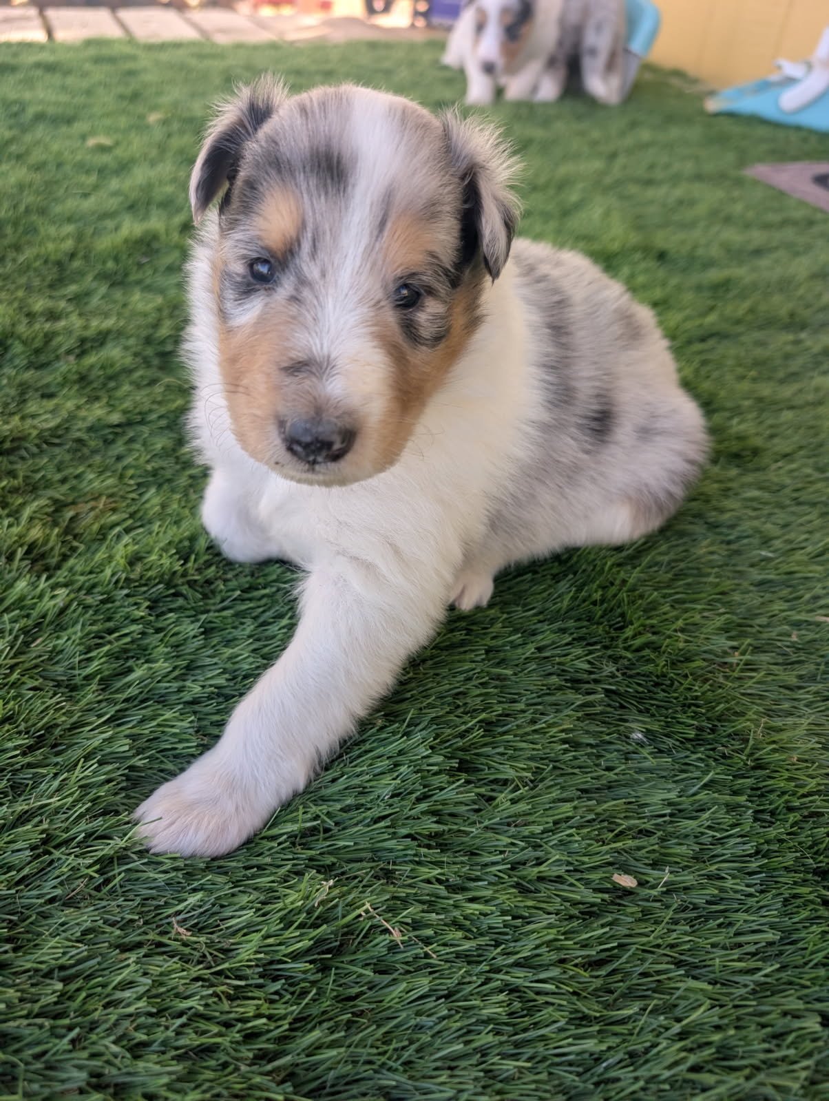&nbsp;Stardust"s "Pup-Date"!
