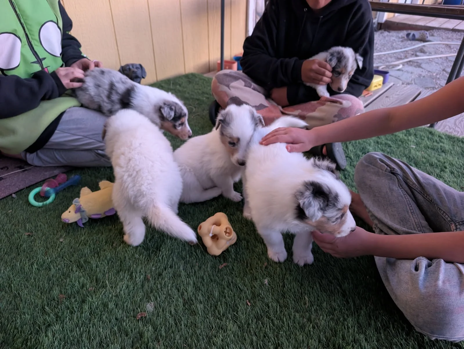Pups - April 2.jpg