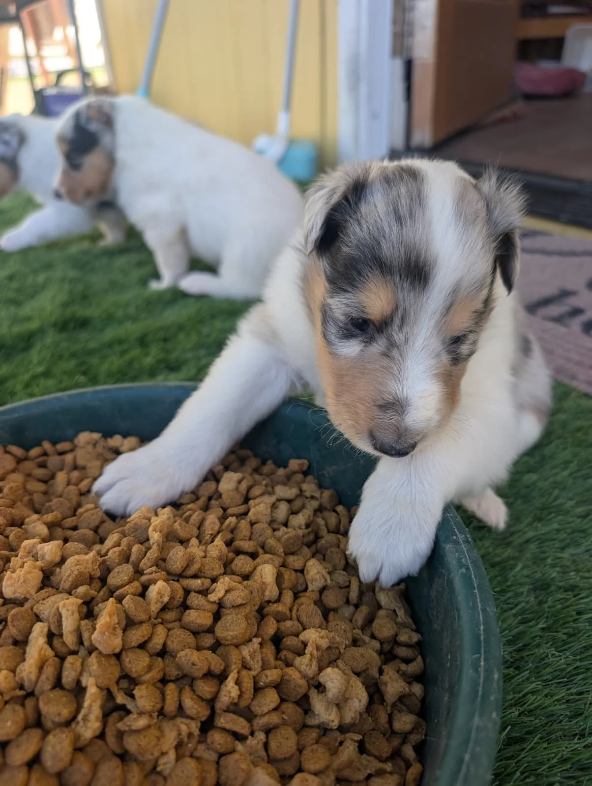Willow - April 2 2.jpg