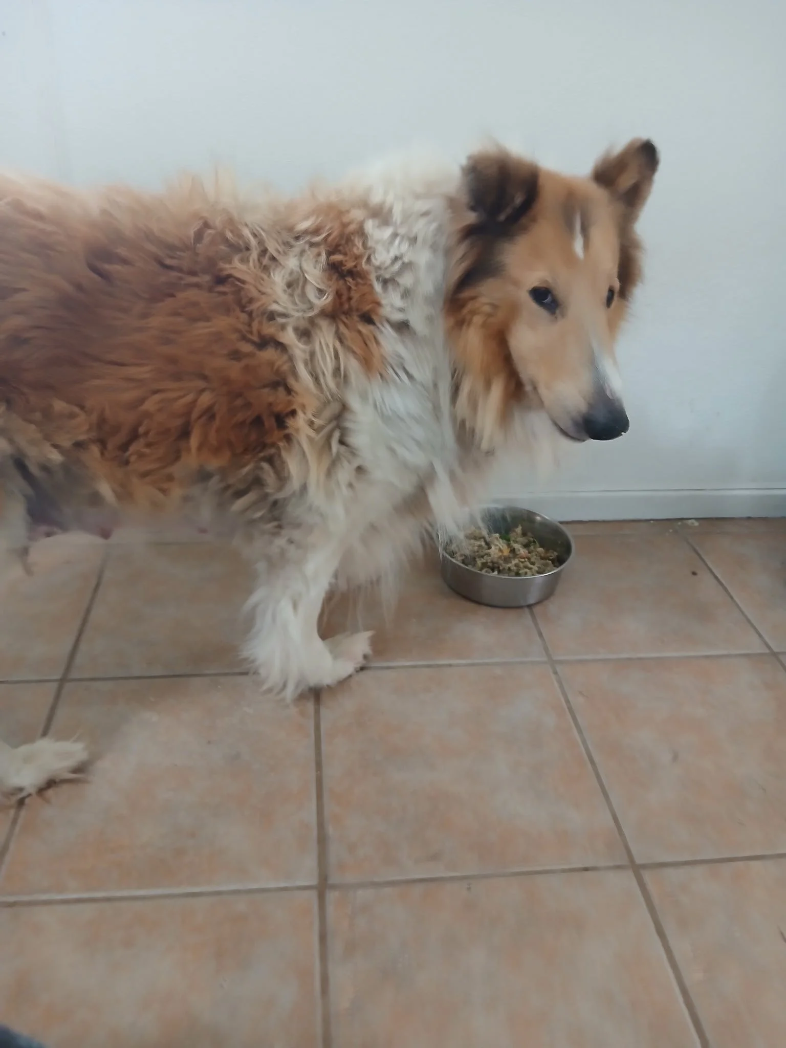 Gracie - 2.JPG