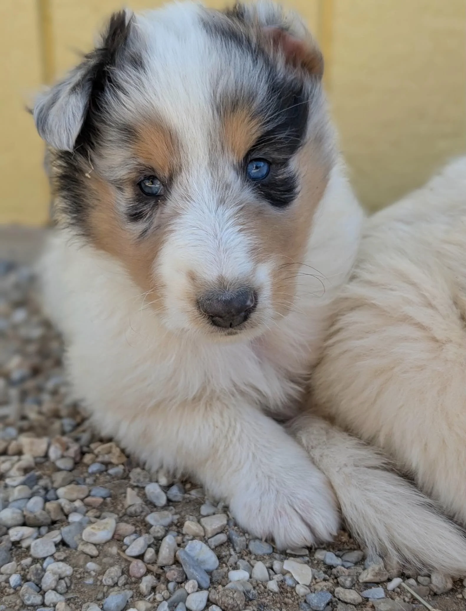 How is it possible that our precious little Journey &mdash; explorer, cuddle bug, and all-around social celebrity &mdash; is STILL looking for his forever home?!
This handsome 10-week-old Collie puppy was an absolute HIT at the ophthalmologist&rsquo;