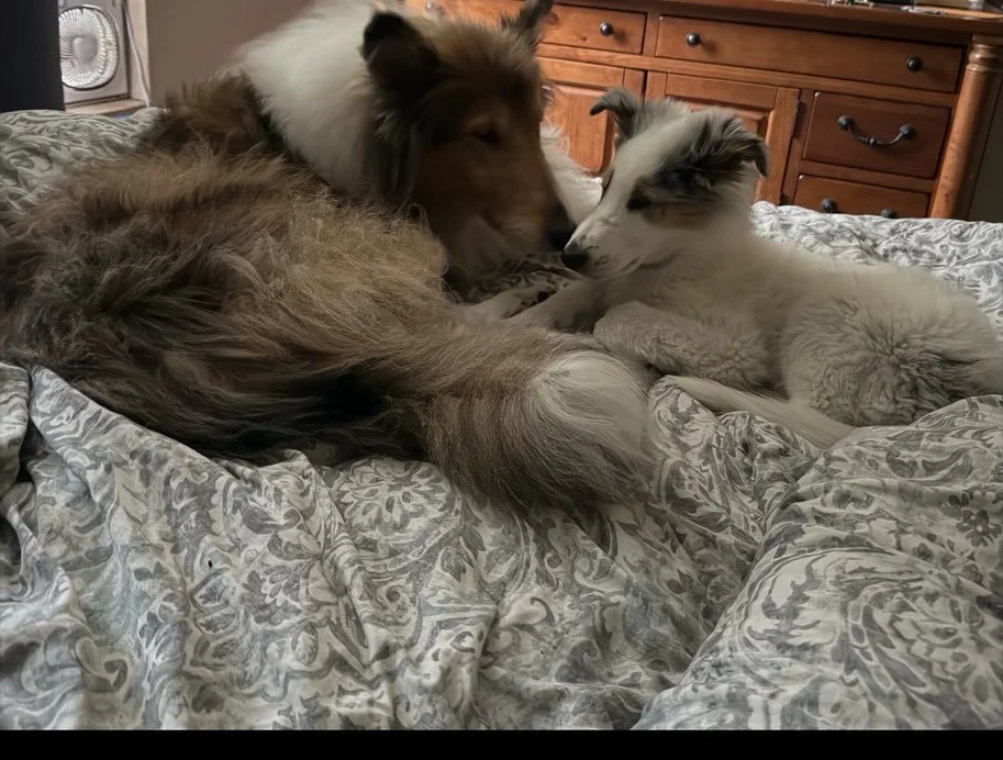 Happy Adoption Tails &ndash; Stardust&rsquo;s Peter Blue is home!! 
Some puppies find their families quickly&hellip; and some leave pawprints on your heart forever before they even go home. Sweet little Peter Blue was one of those puppies.
When we fi