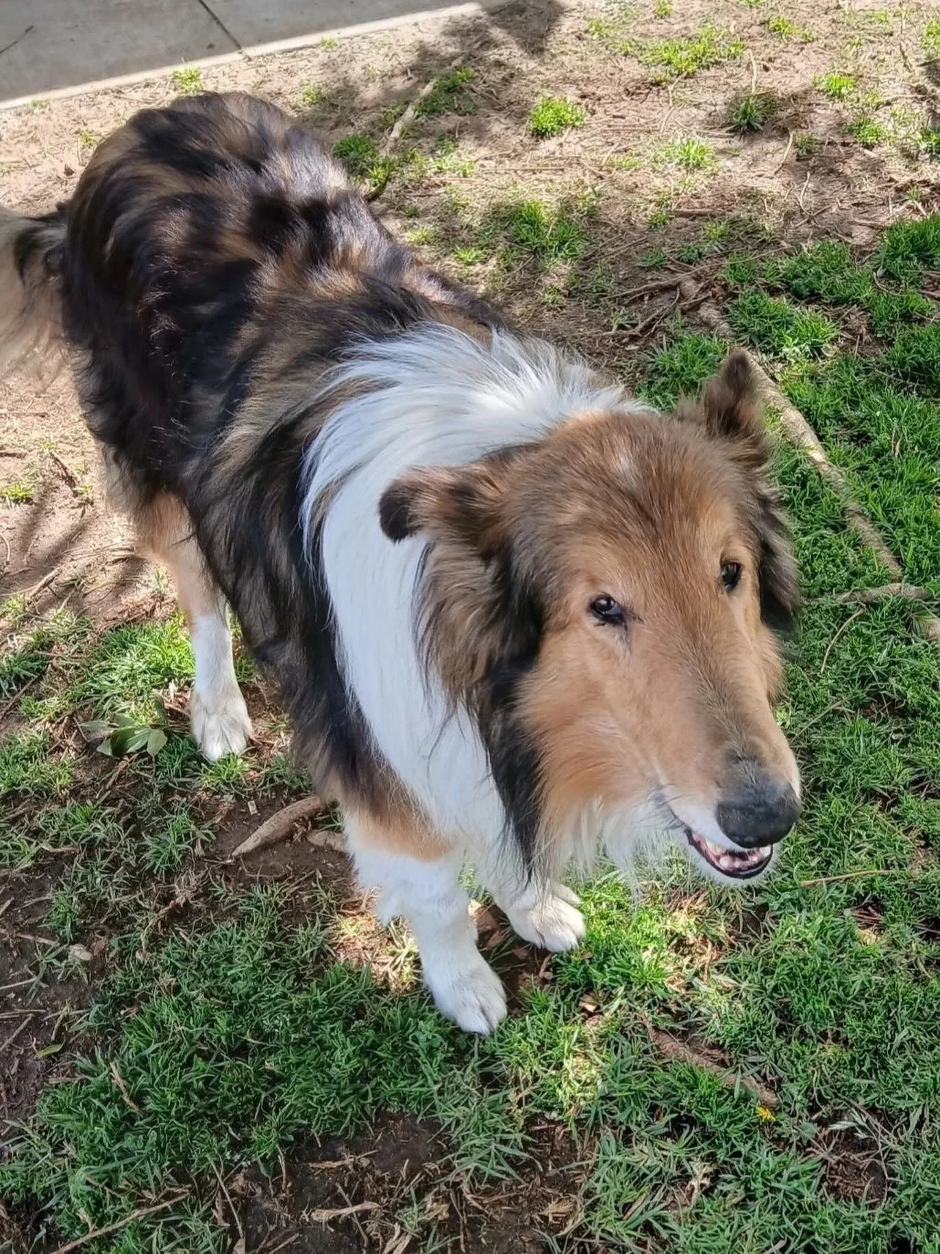 Yuan Bao is all alone now. 😢 When Yuan Bao and his beloved companion, Katy, came to Southland Collie Rescue in February 2025 after their family fell on hard times, they had each other. Through all the uncertainty and change, Yuan Bao never left Katy