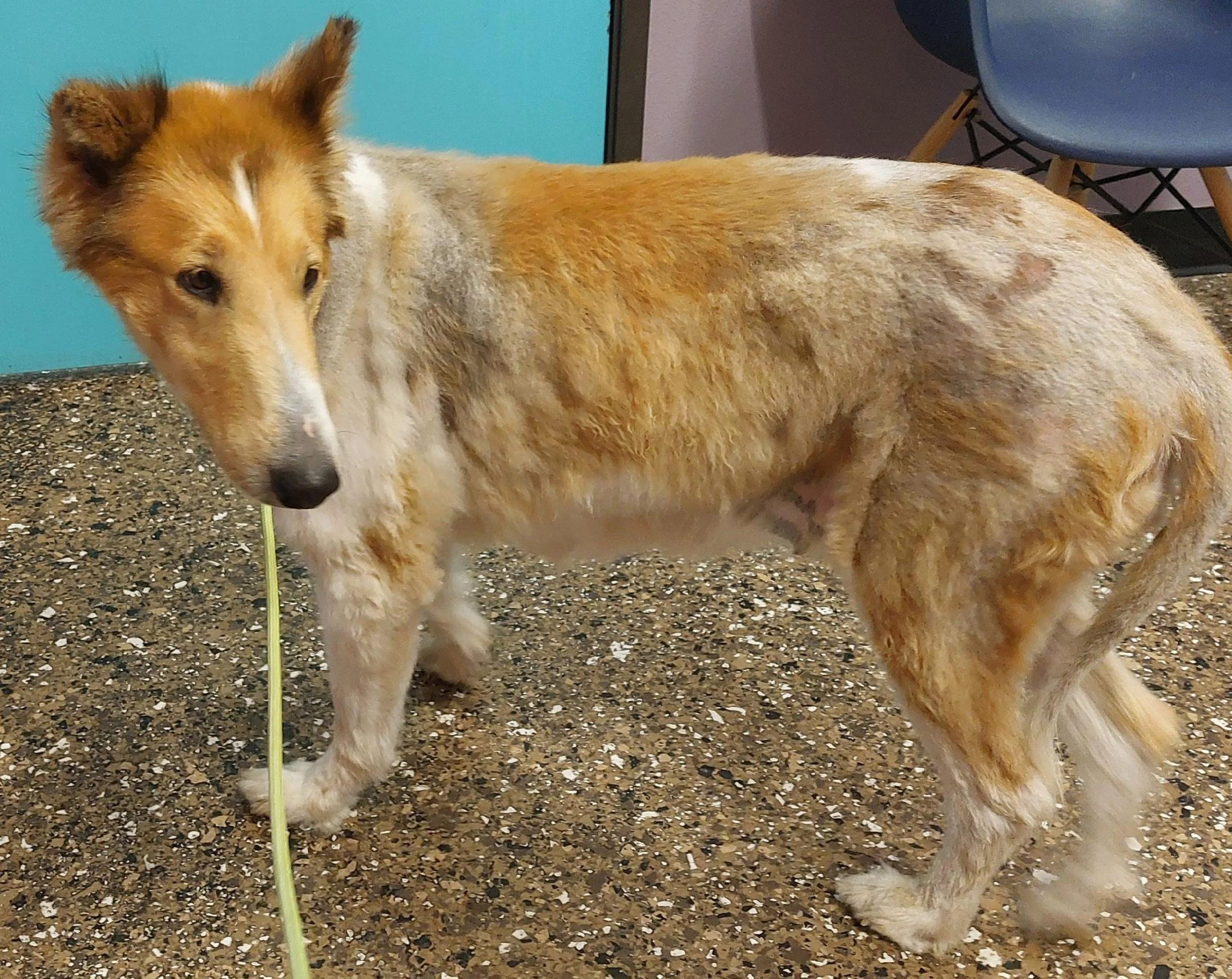 Adopt Gracie!