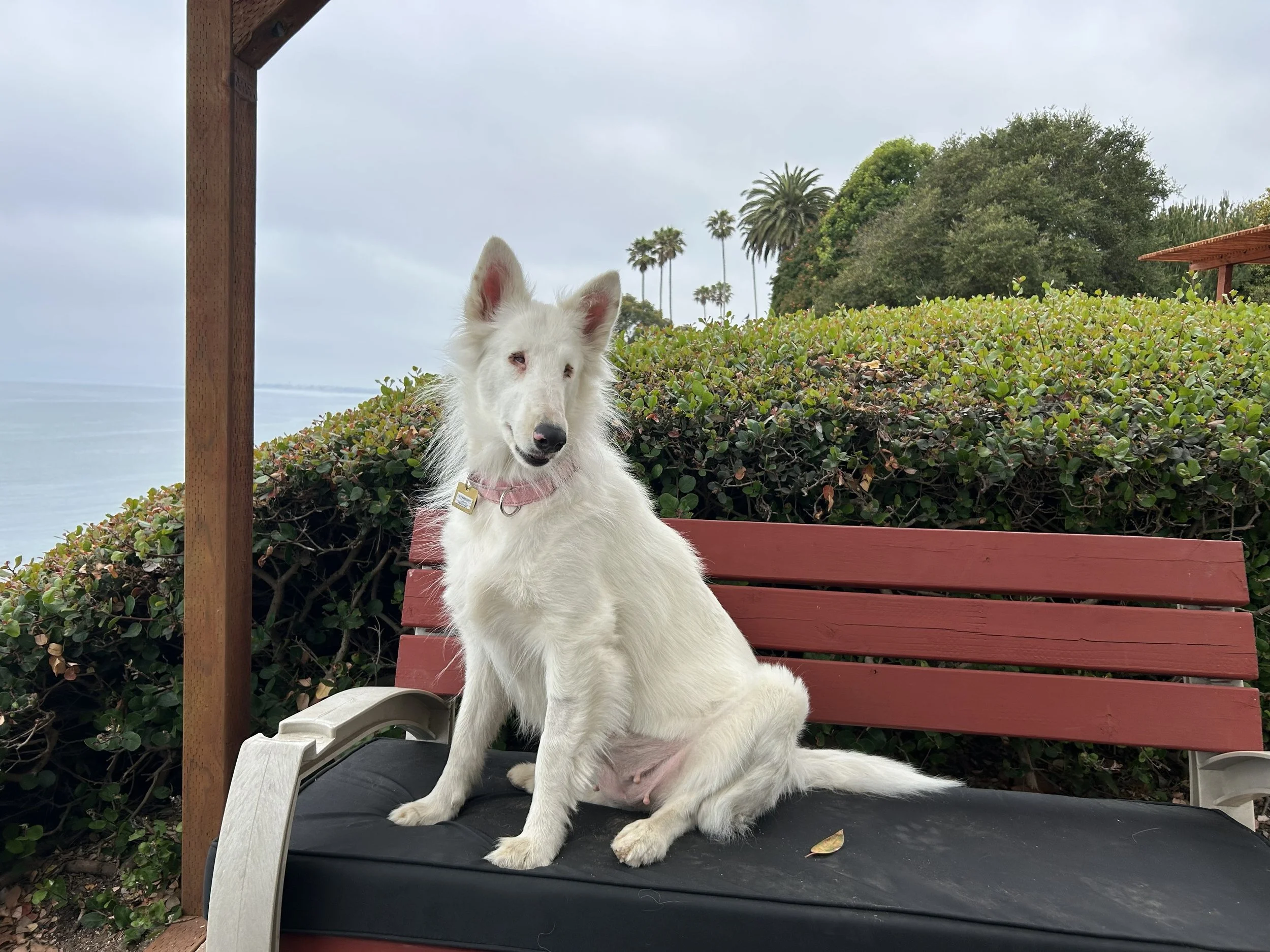 Adopt Stardust!