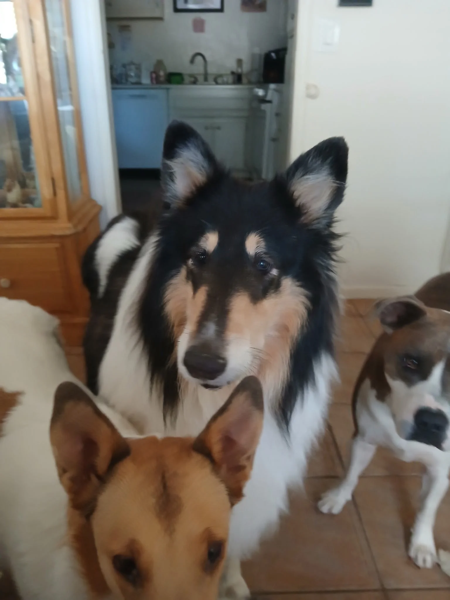 Adopt ACE