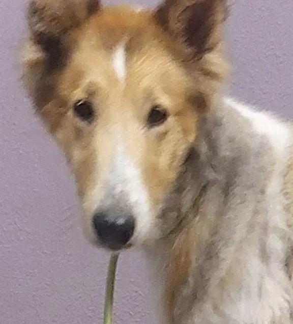 Adopt Gracie!