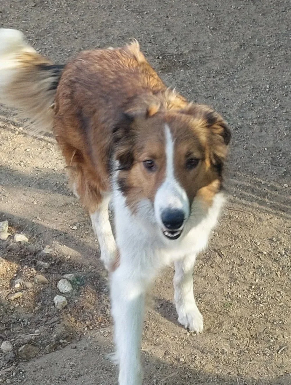 Adopt Evie