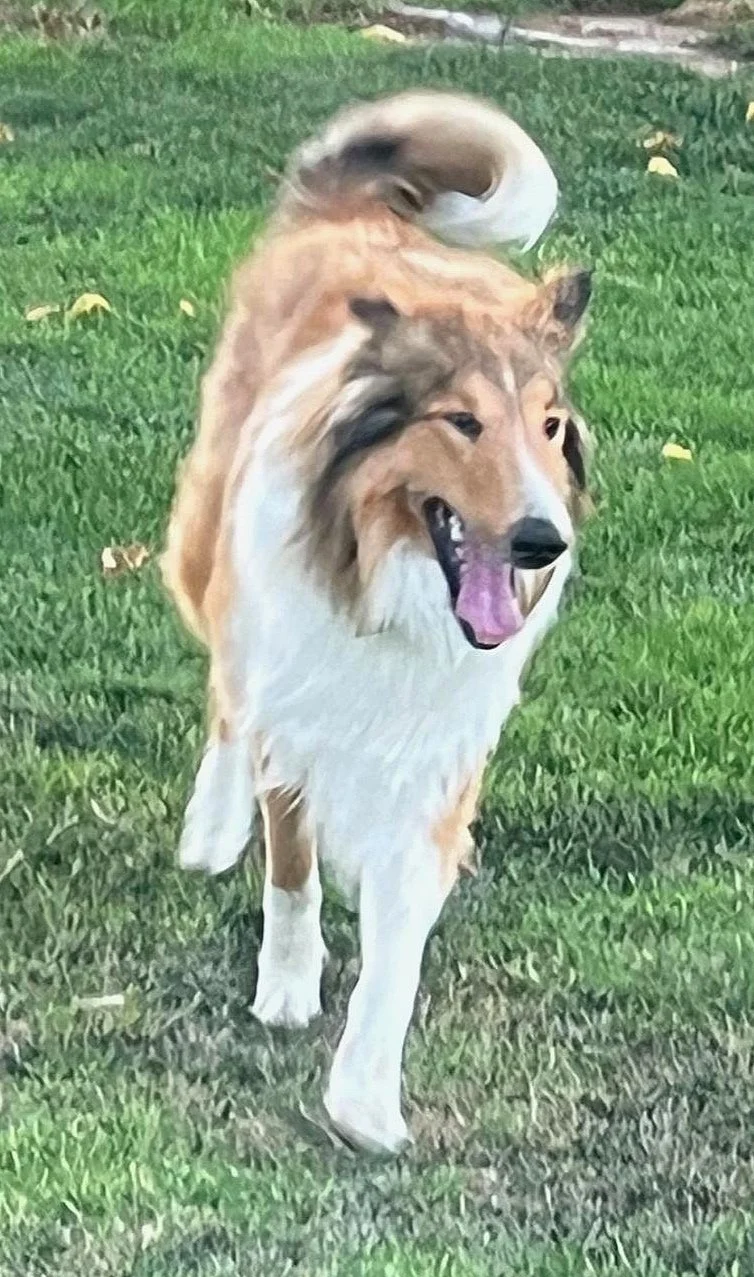 Southland Collie Rescue Saved 38 Collies in 2024!