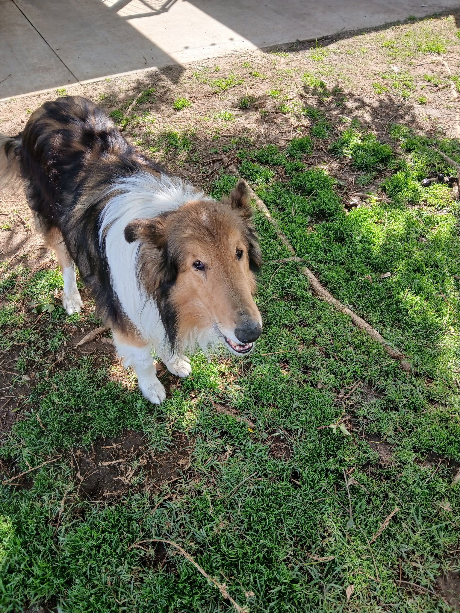 Adopt Yuan Bao - Bonded with Katy!