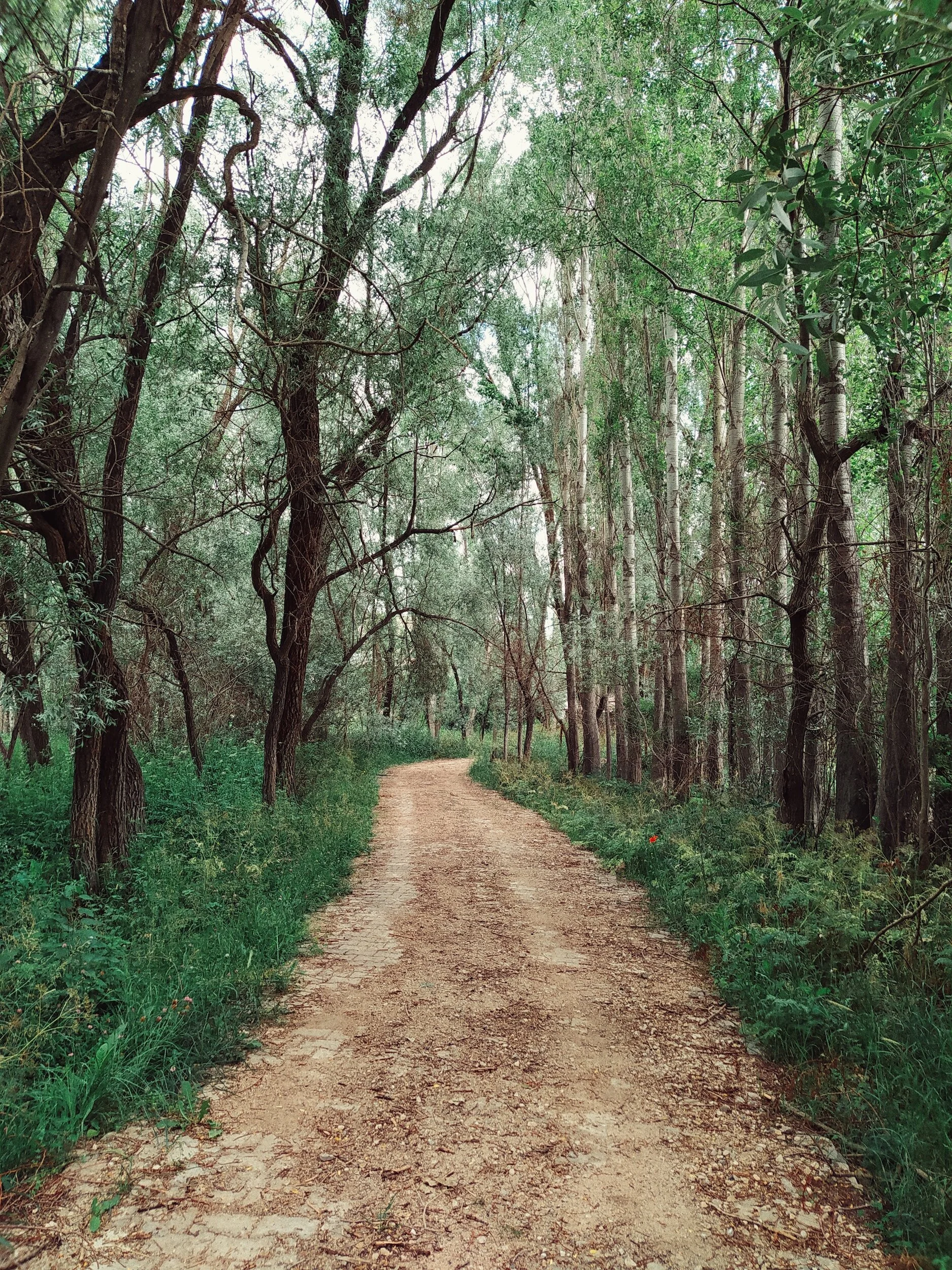 Eagle Scout Project Work Party