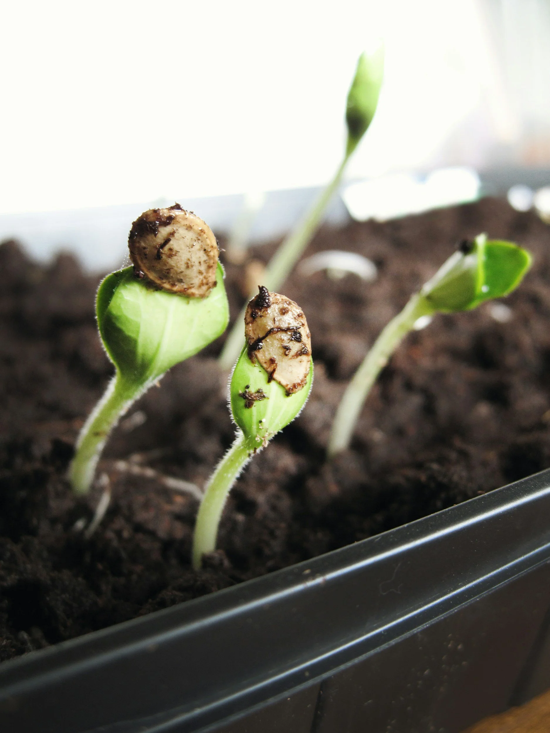 FORUM: Seed of Hope & Justice for Lent