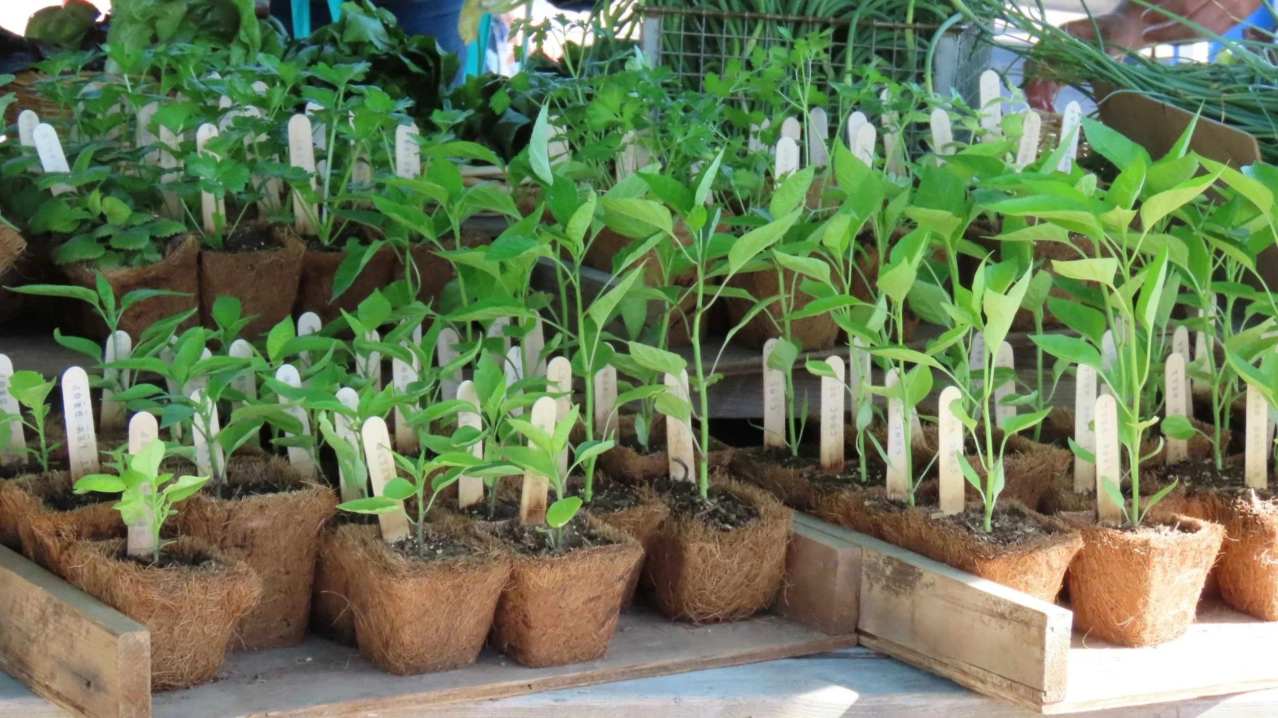 Closeout Fall Plant Sale