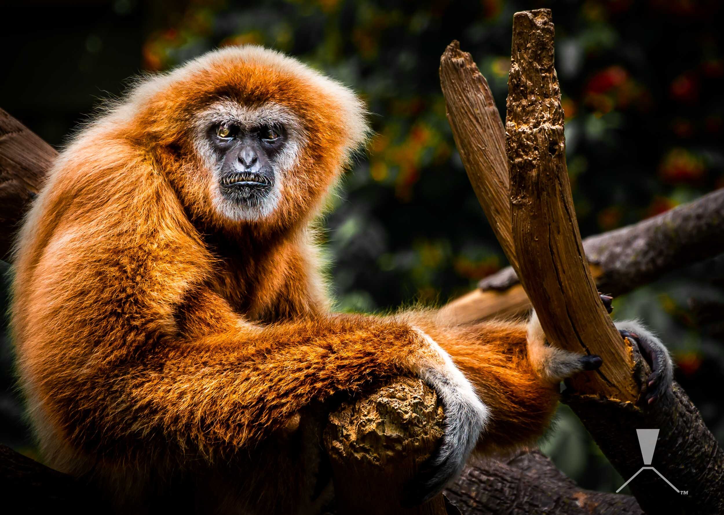 gibbonmonkeyzoocolororange.jpg