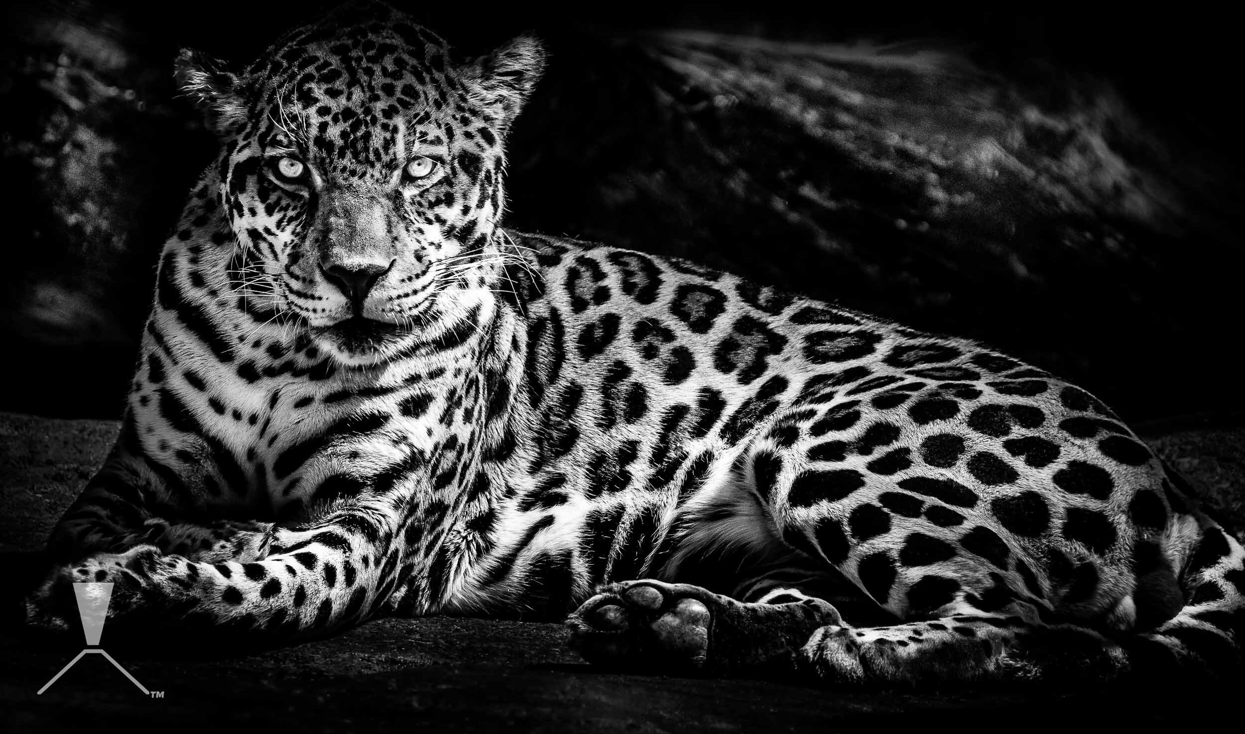 jaguar-zoo-black-white-portrait.jpg
