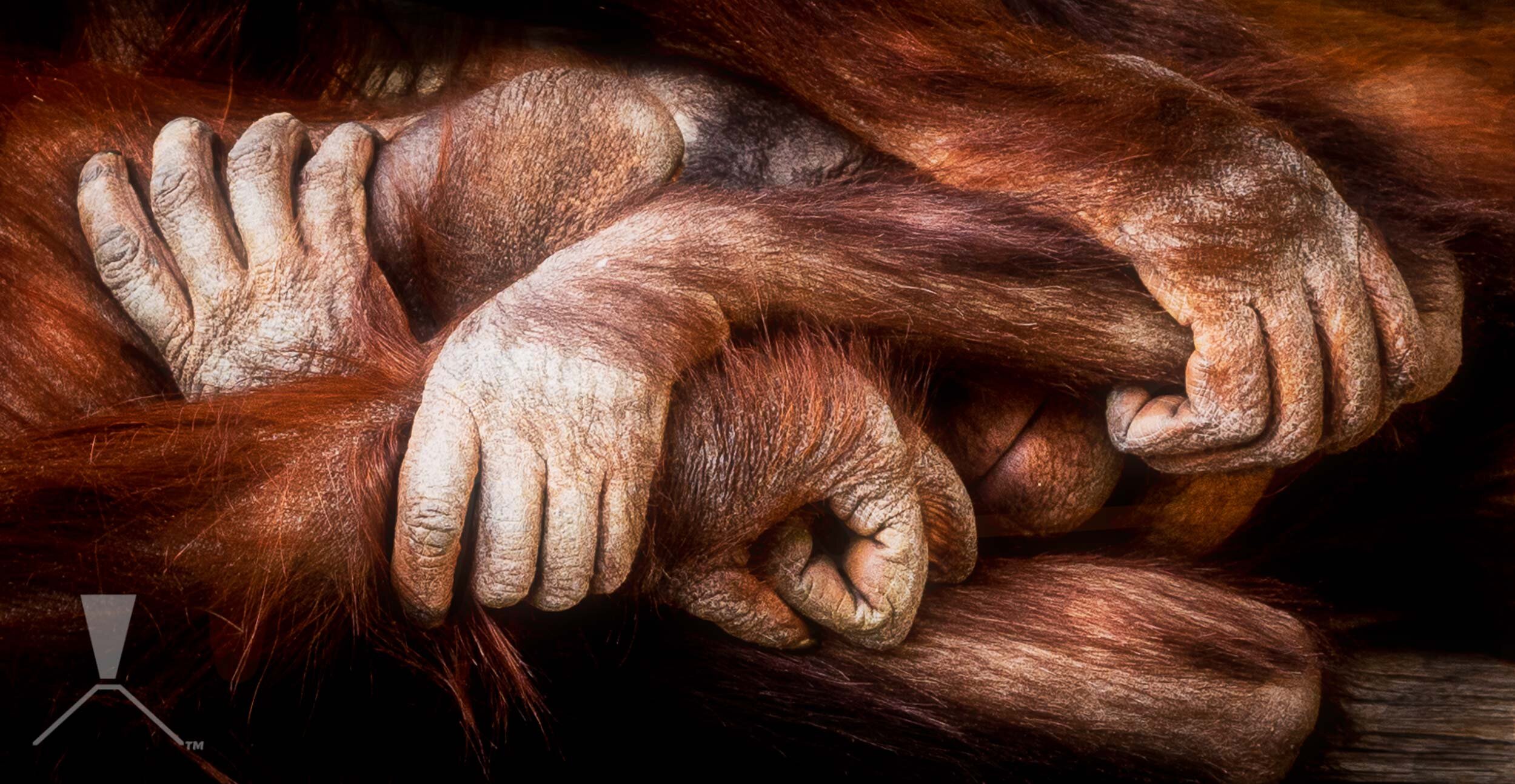 orangutan-wrestling-hands-color-zoo.jpg