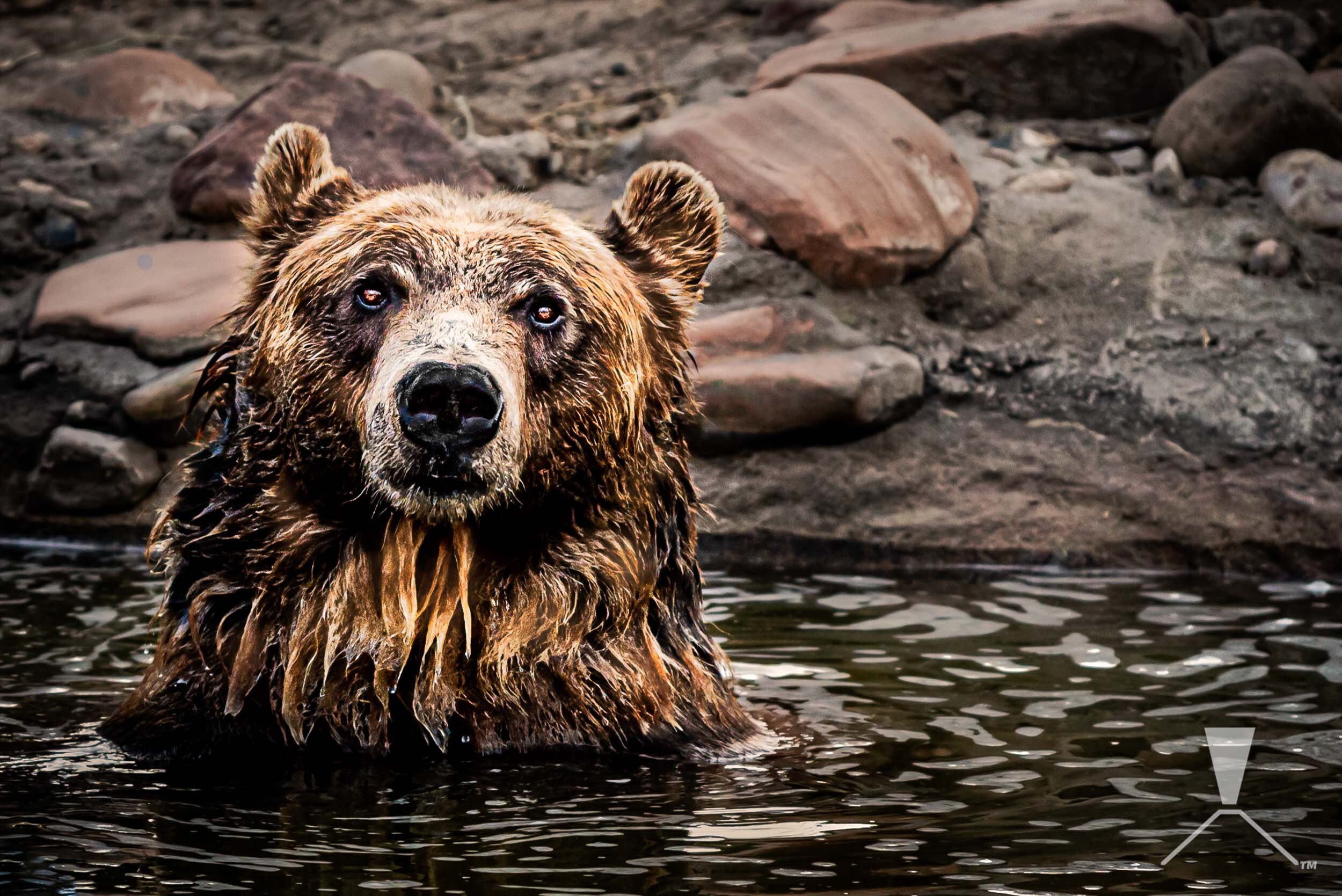 grizzly-bear-river-water-zoo-portrait-hogle-closeup.jpg