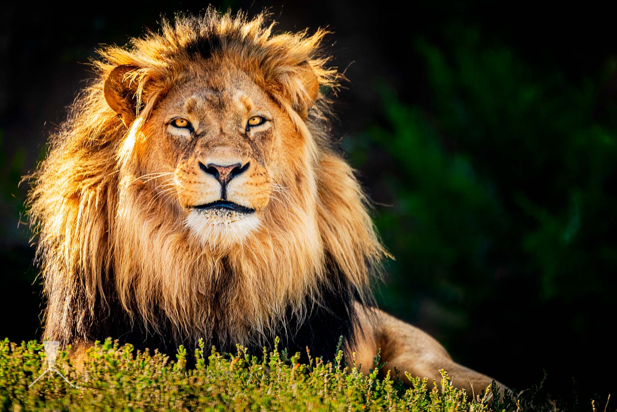 lion-relaxing-sunshine-smiling-hogle-zoo-portrait.jpg