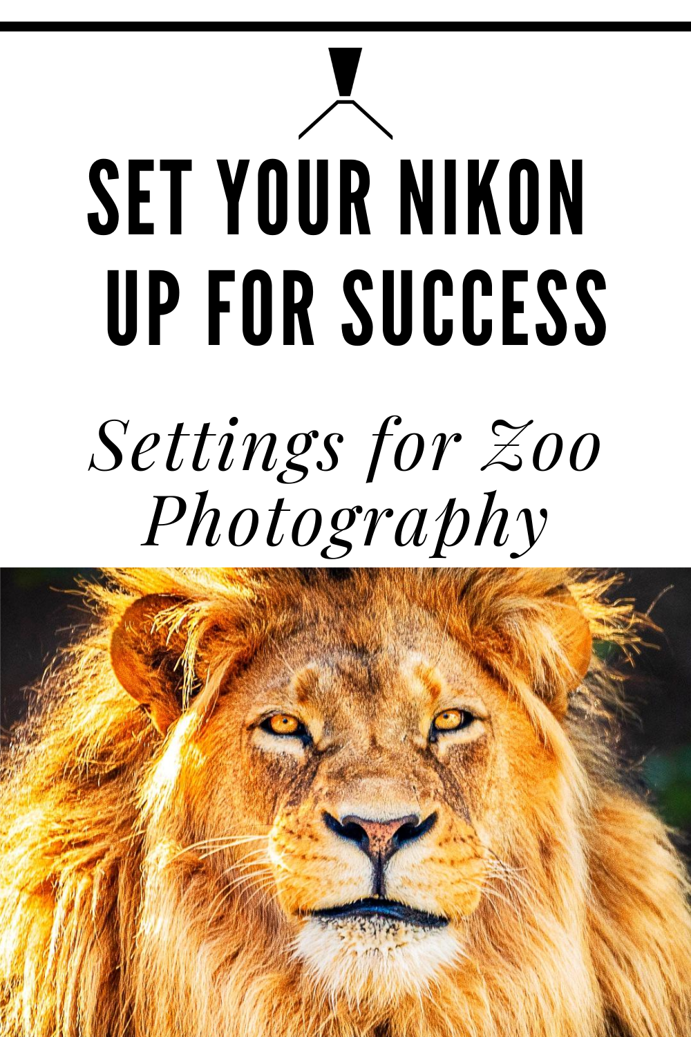 5 Tips for Setting Up Your Nikon DSLR for Zoo Photography
