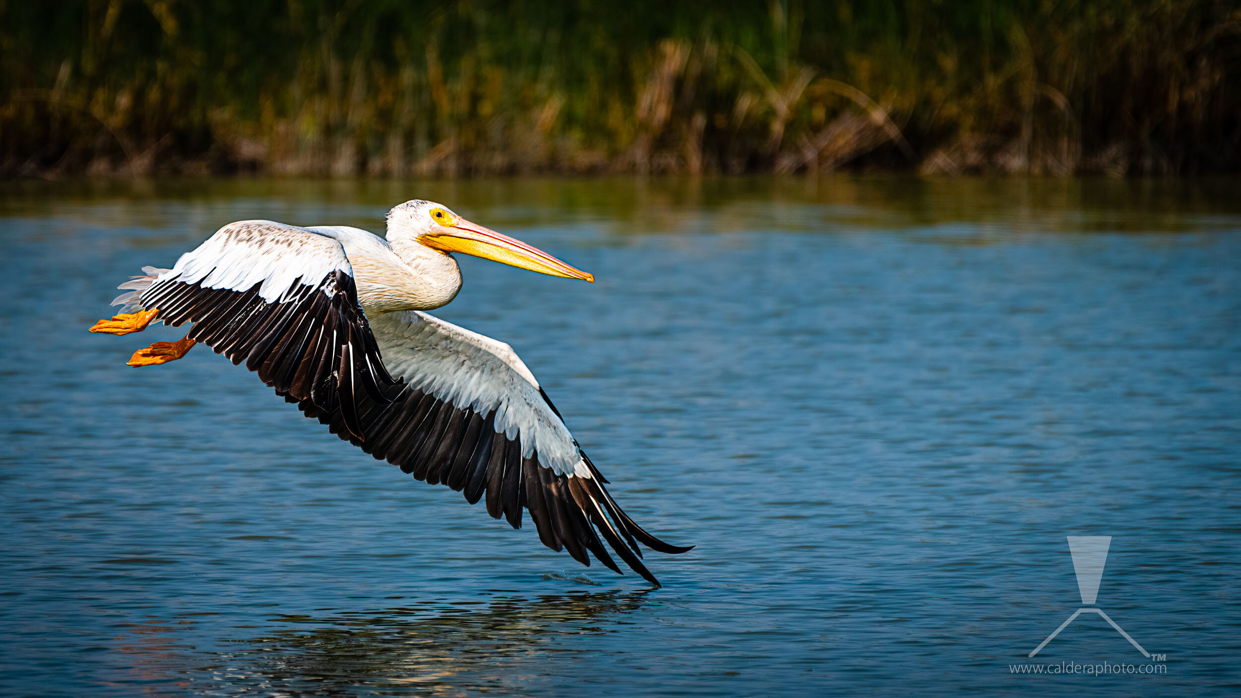 American White Pelican in Flight — Caldera Photography