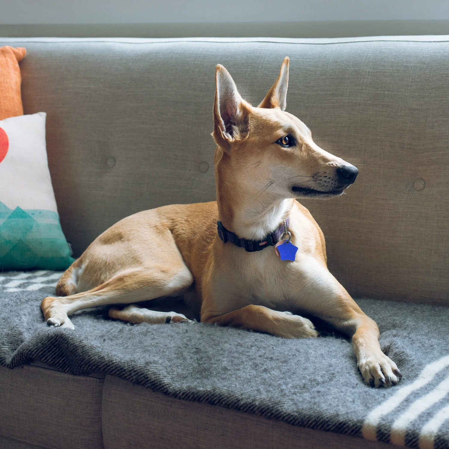 Ellie_Regal_Couch.jpg