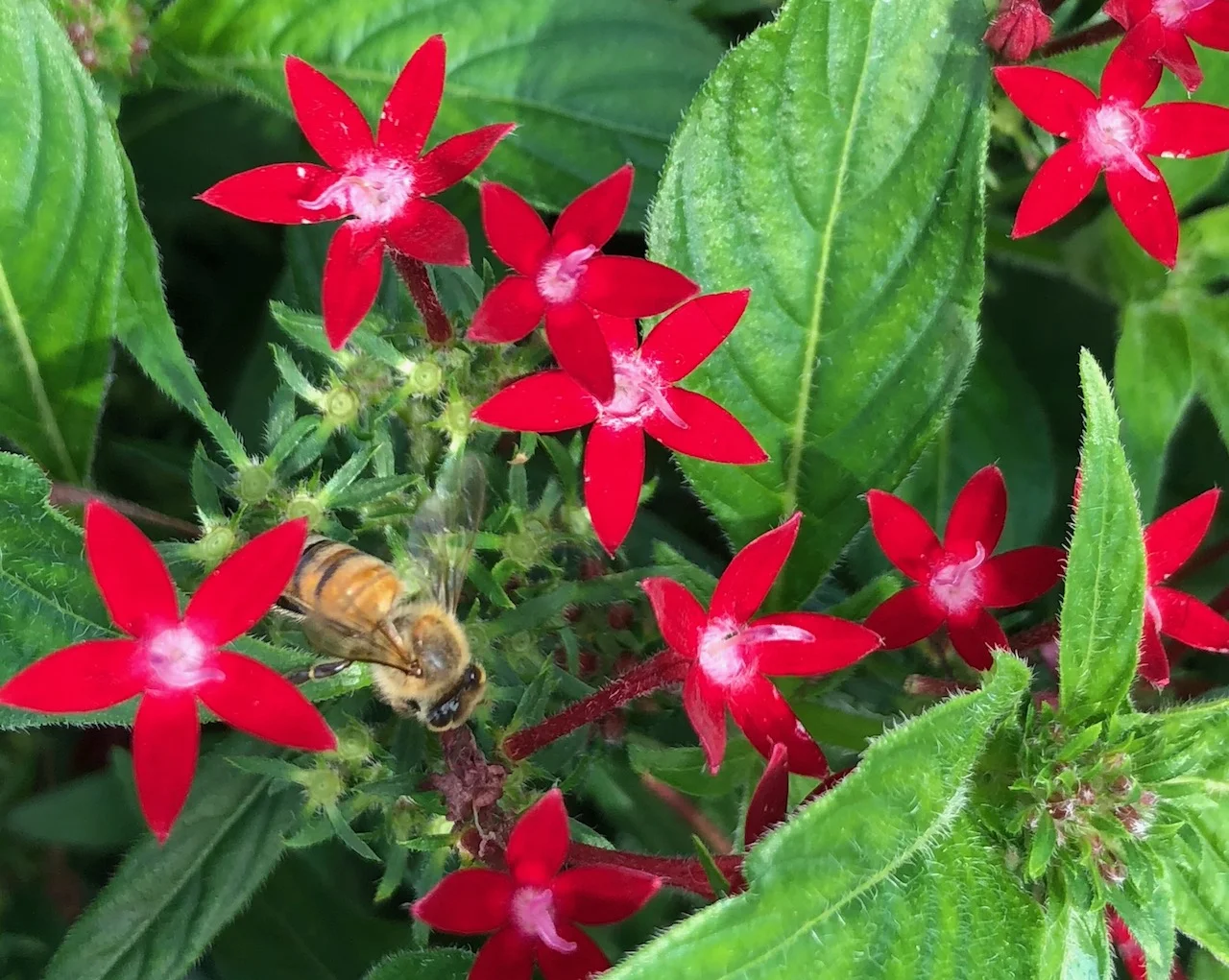 I don't want to be a bumblebee