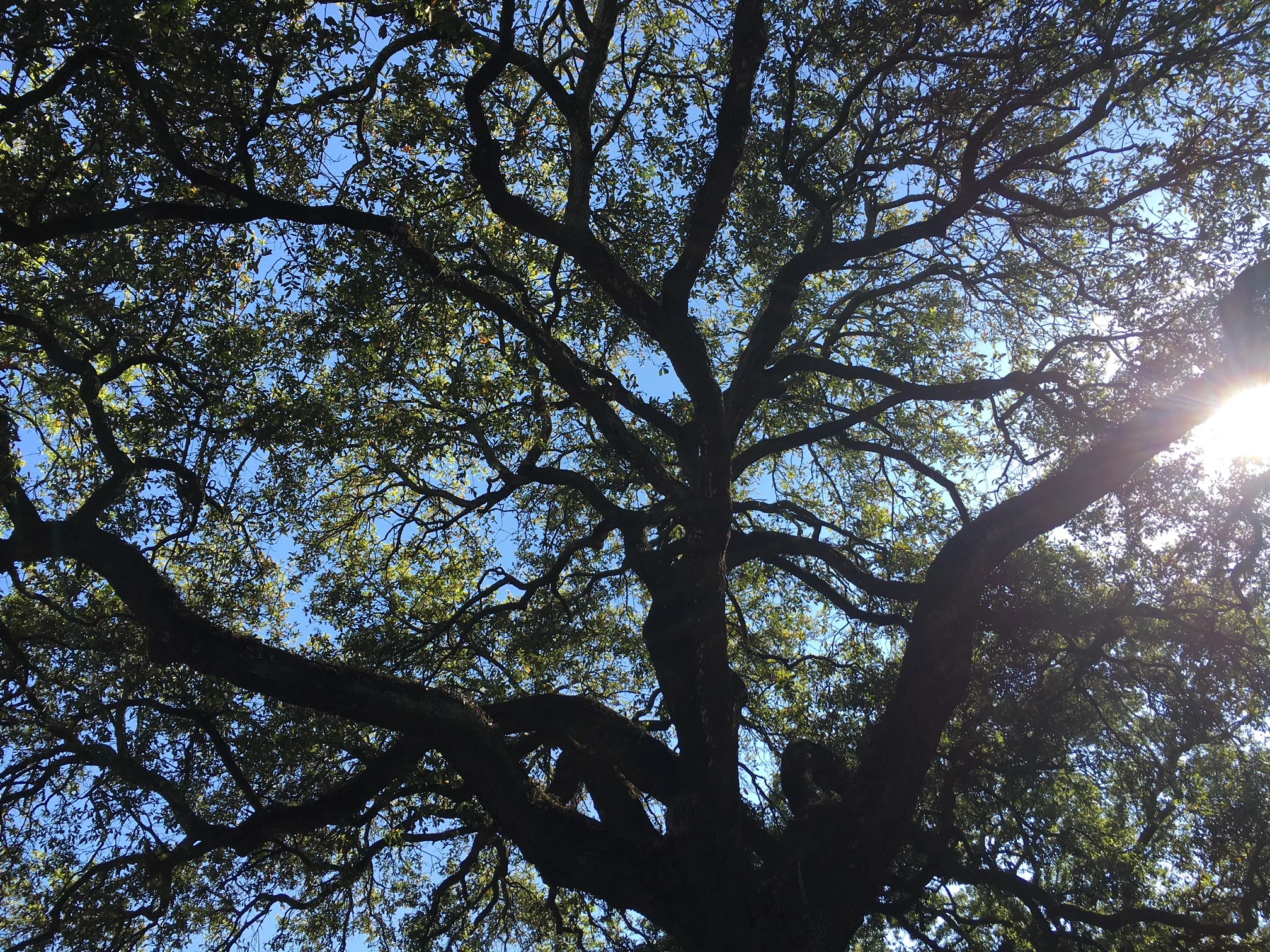 God in the tree branches