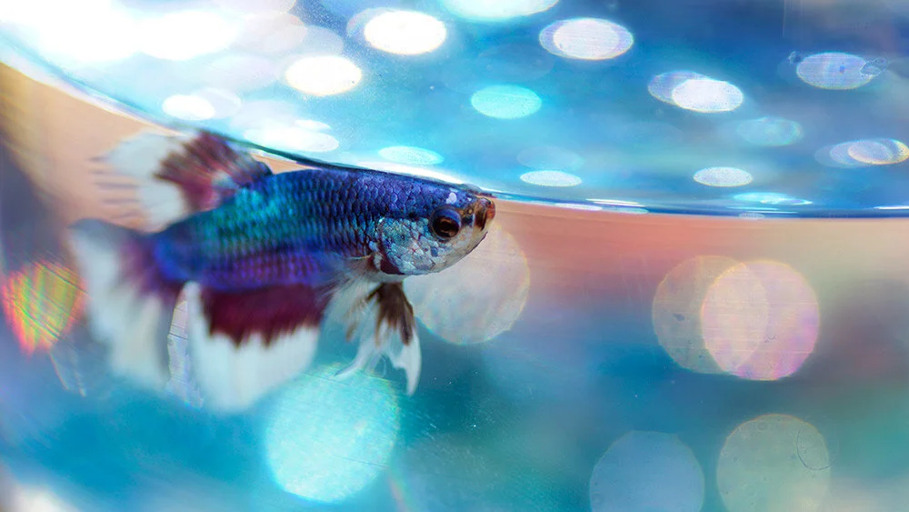 Our fish miracle