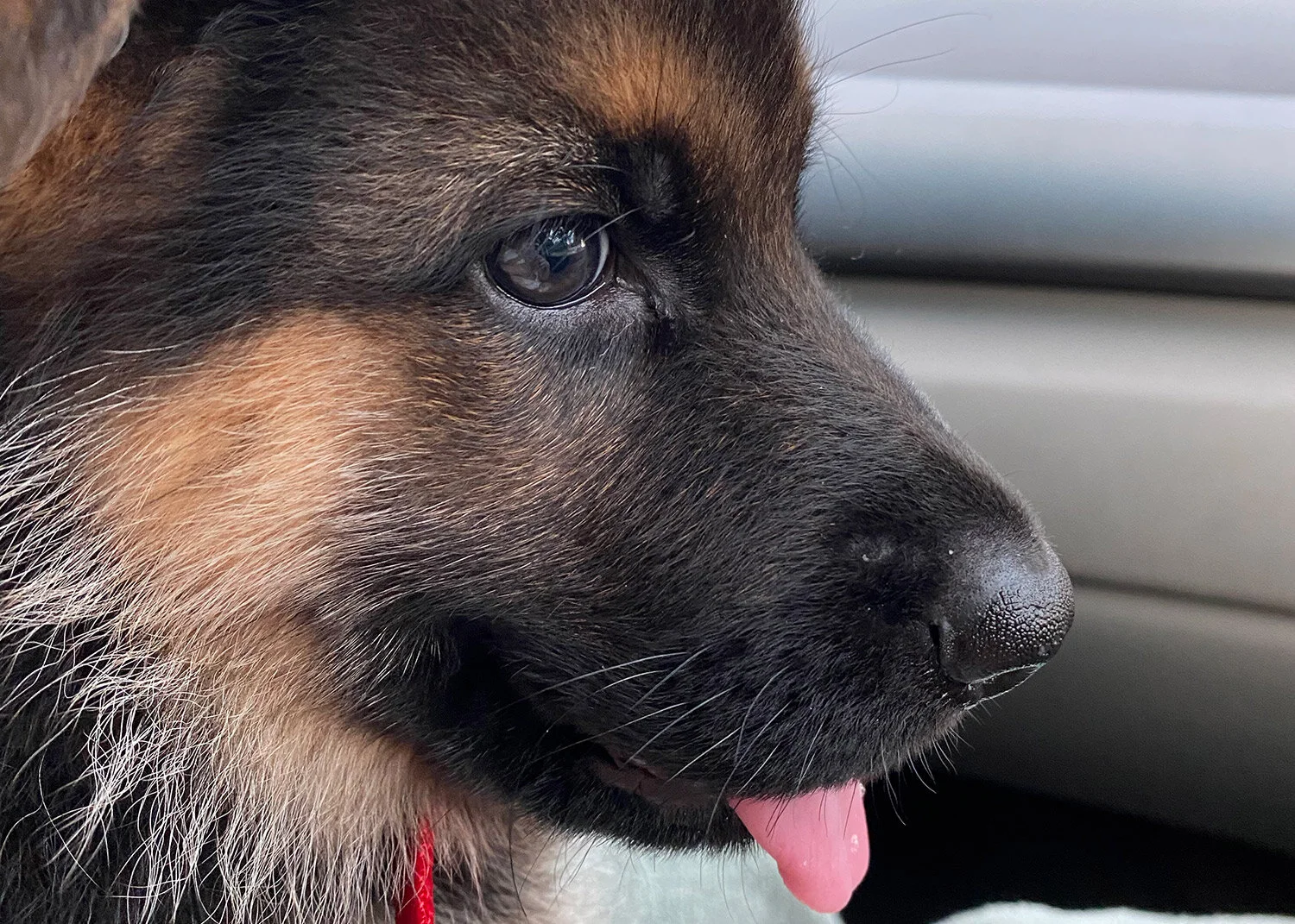 Trusting God with help from my new puppy