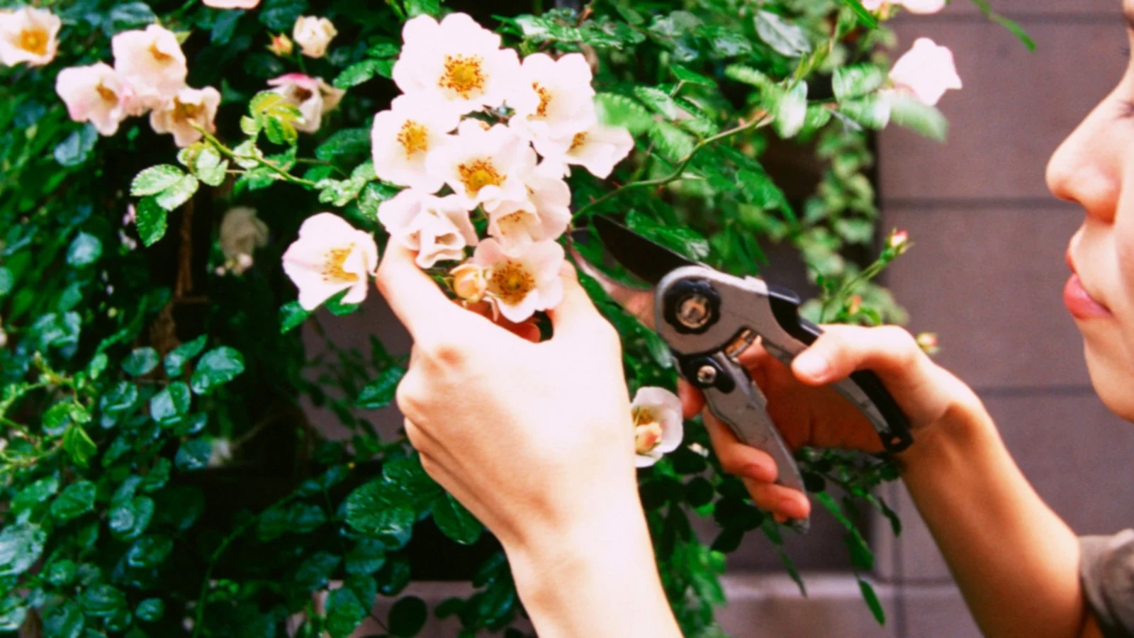 Trimming the Bad Away