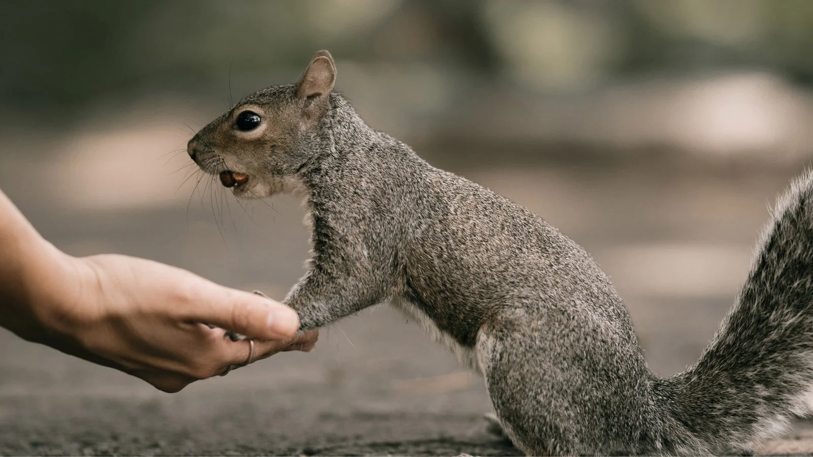 What a Terrified Squirrel Reminded Me About God’s Love