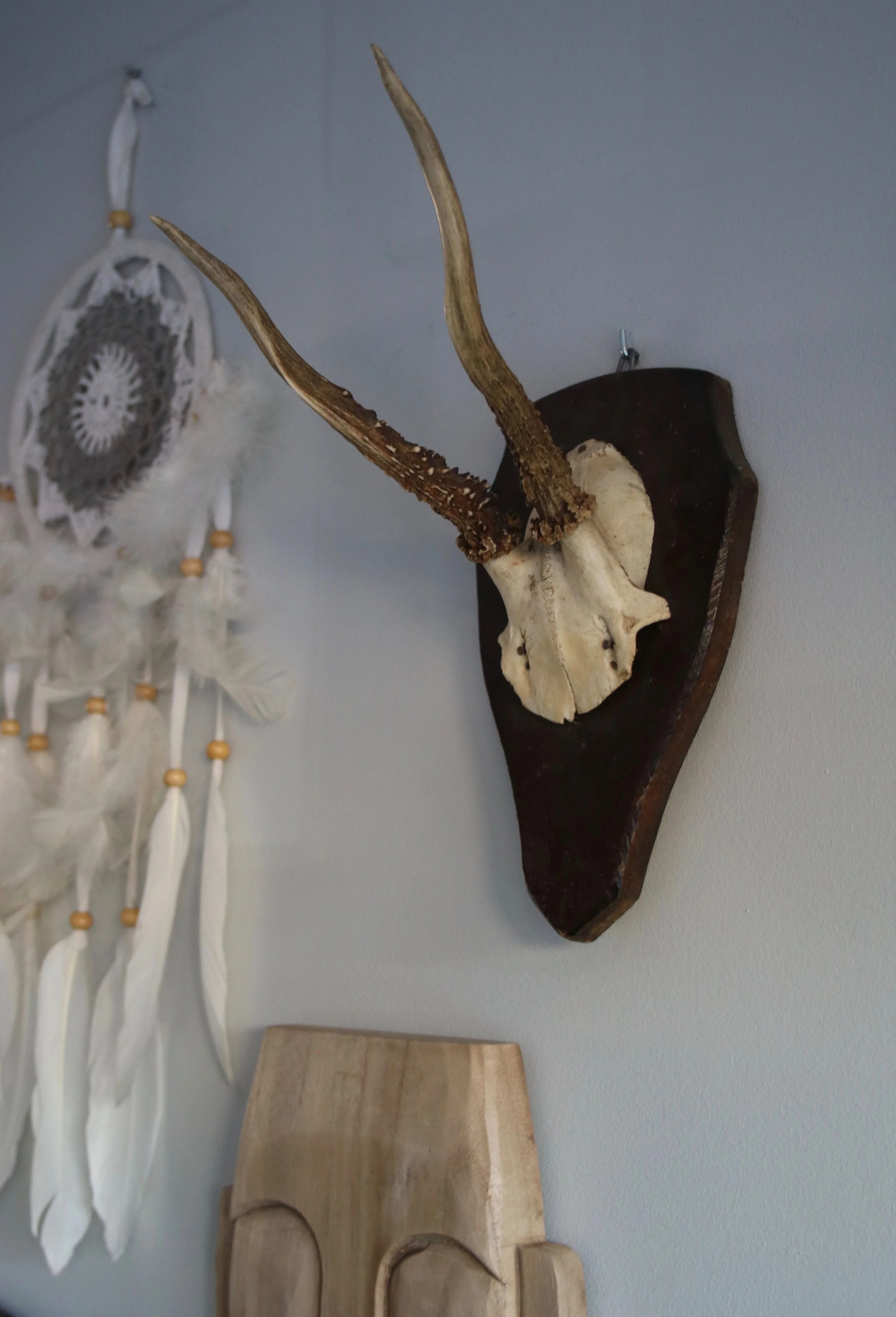 Roe deer head