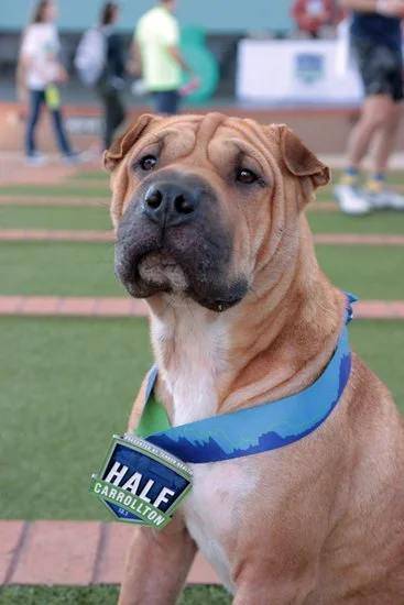 chfdog.jpg